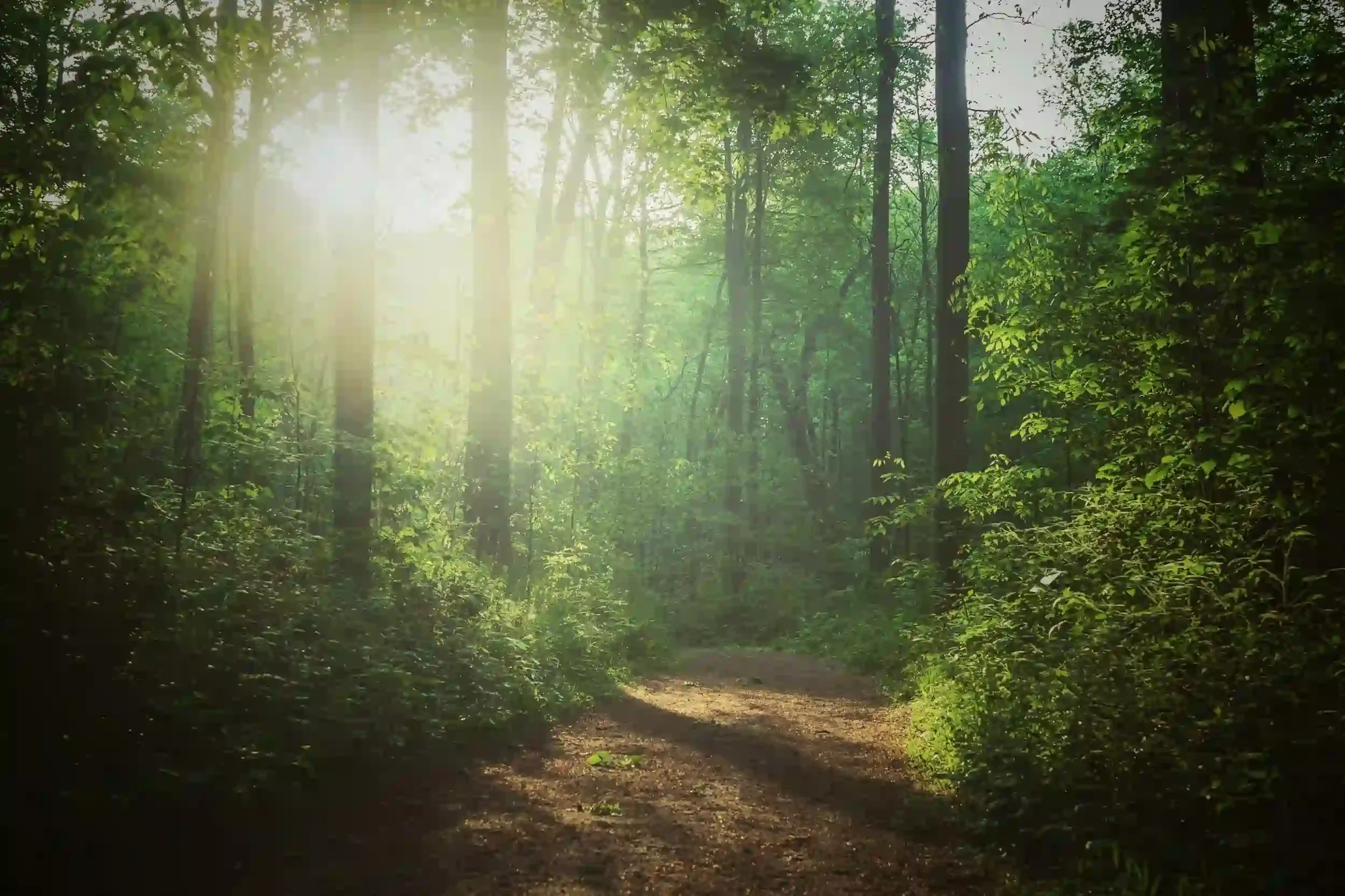 sunlight peaking through the trees in the woods with a pathway
