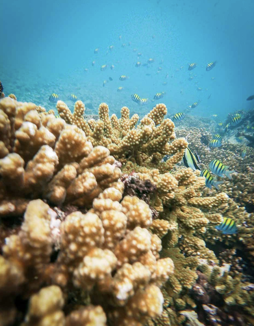 Underwater scene with coral reef and striped fish swimming in a clear blue ocean.