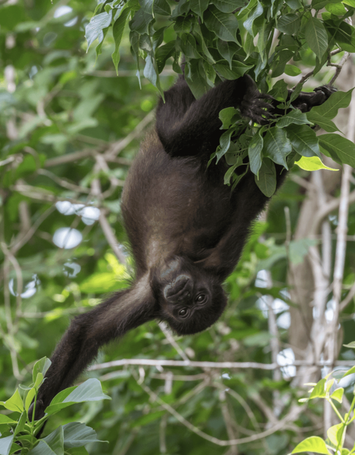 Spider monkey hanging upside down from a tree branch with lush green leaves in the background.