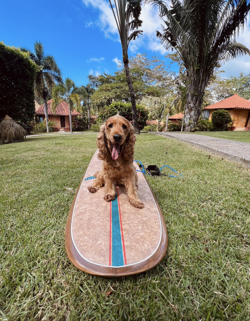 Dog sitting on a surfboard on grass with palm trees and houses in the background.