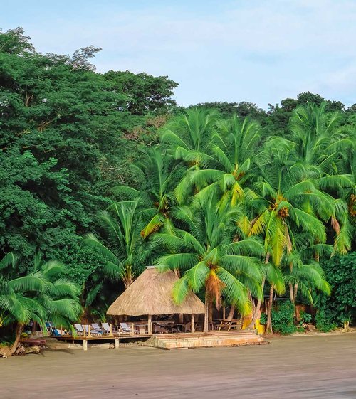 Beach with palm trees and a thatched-roof hut surrounded by dense greenery.
