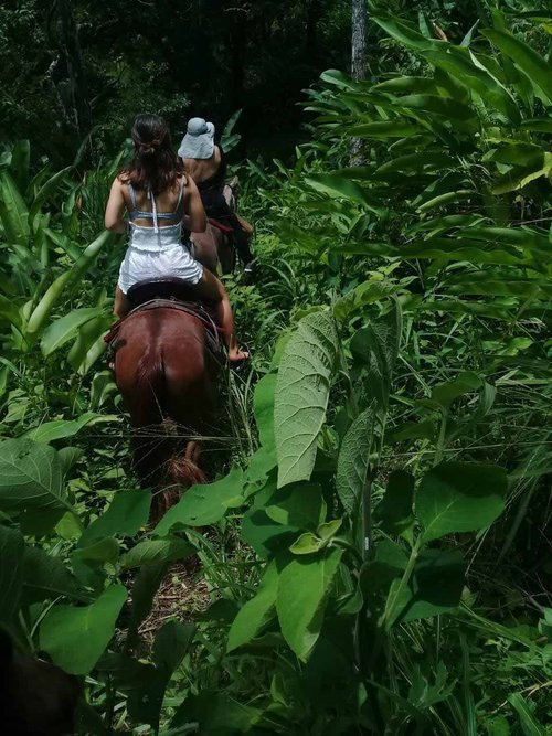 People horseback riding through dense jungle foliage.