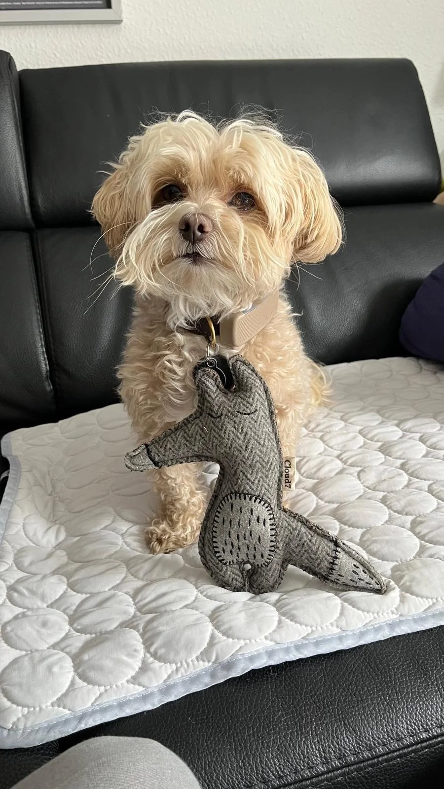 Bolonka Leo (Hundebegegnungen)