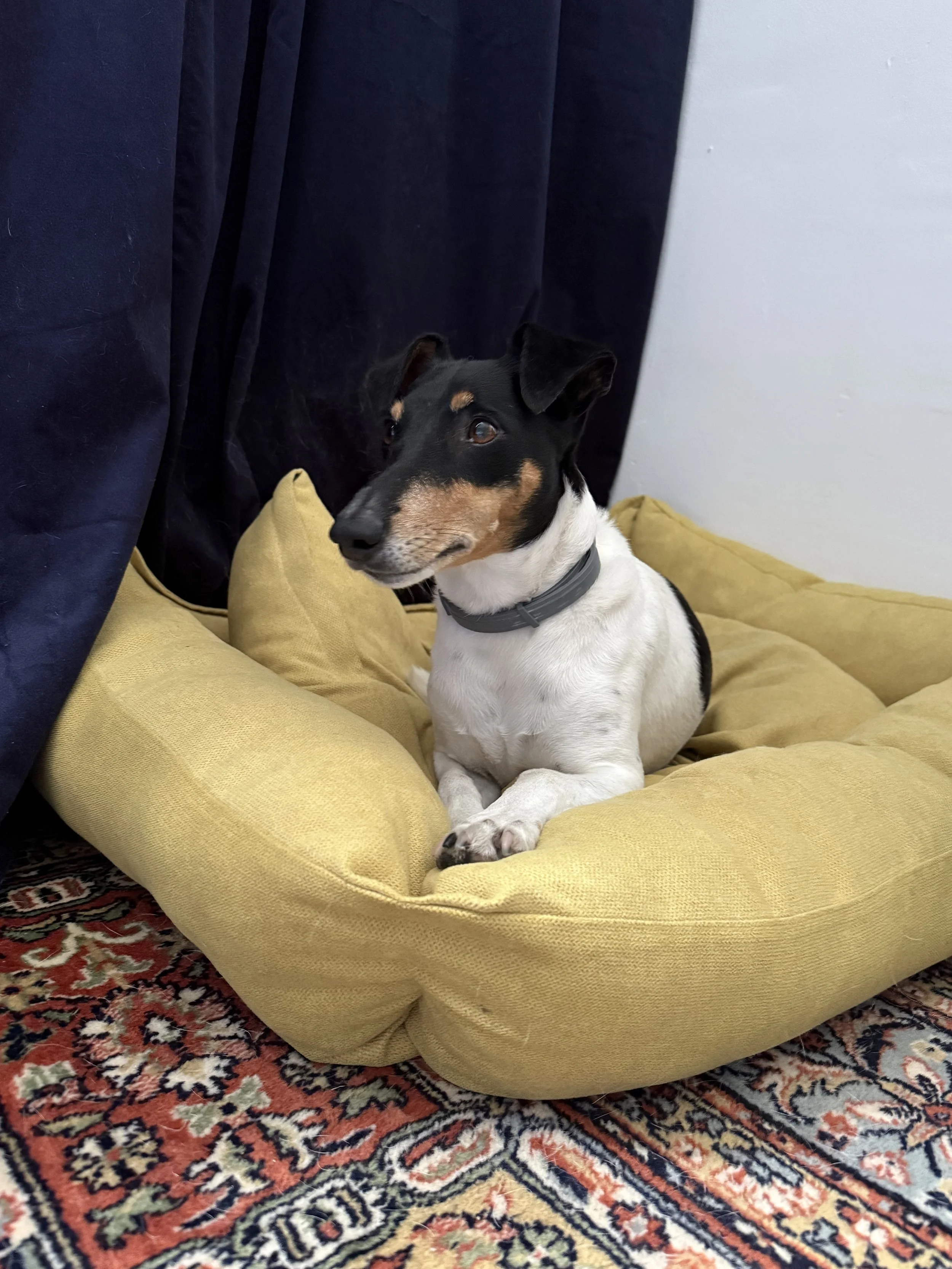 Tierschutzhund Lotti (Trennungsangst)