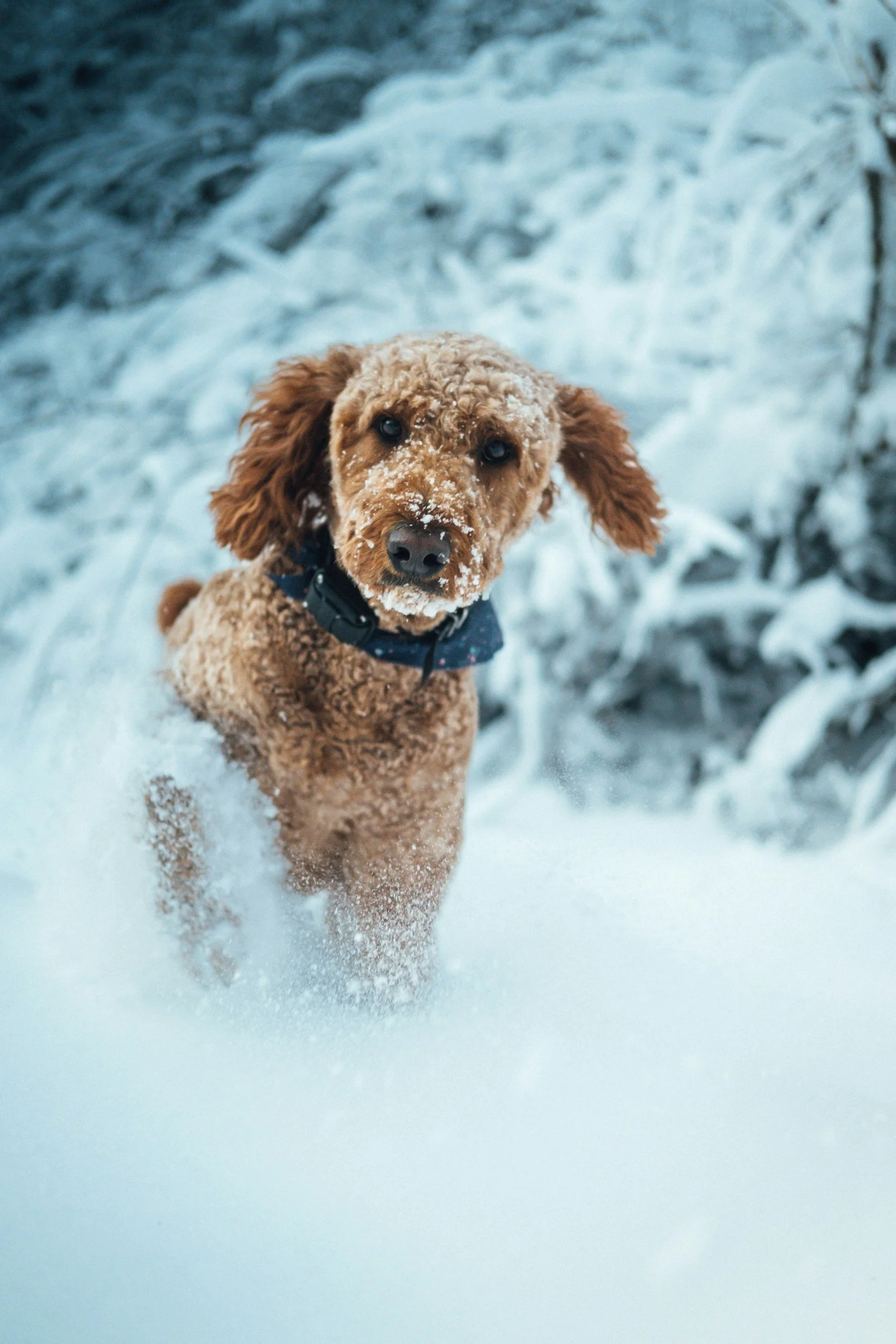 Ein brauner Hund läuft durch den Schnee in einer verschneiten Landschaft.