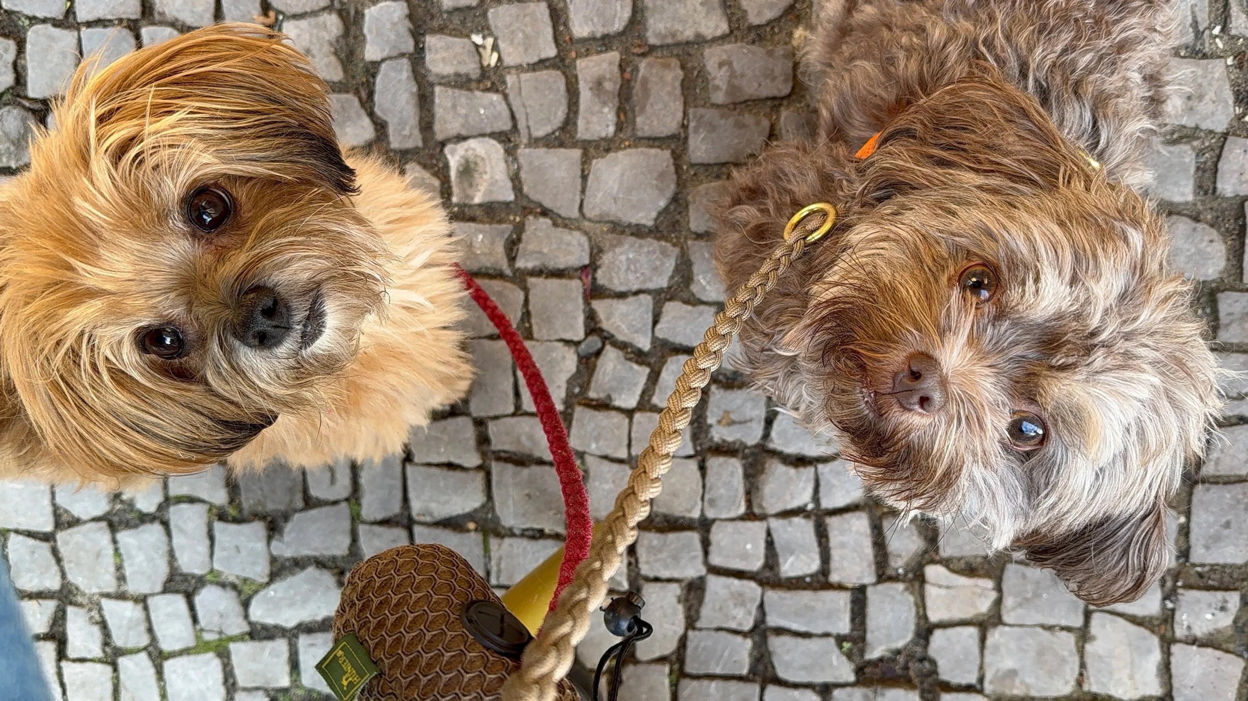 Kleine Hunde in der Stadt