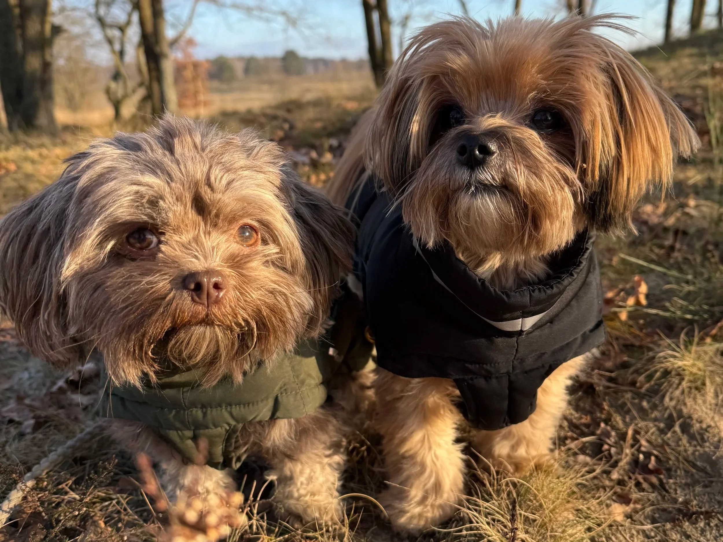 Mythen über kleine Hunde