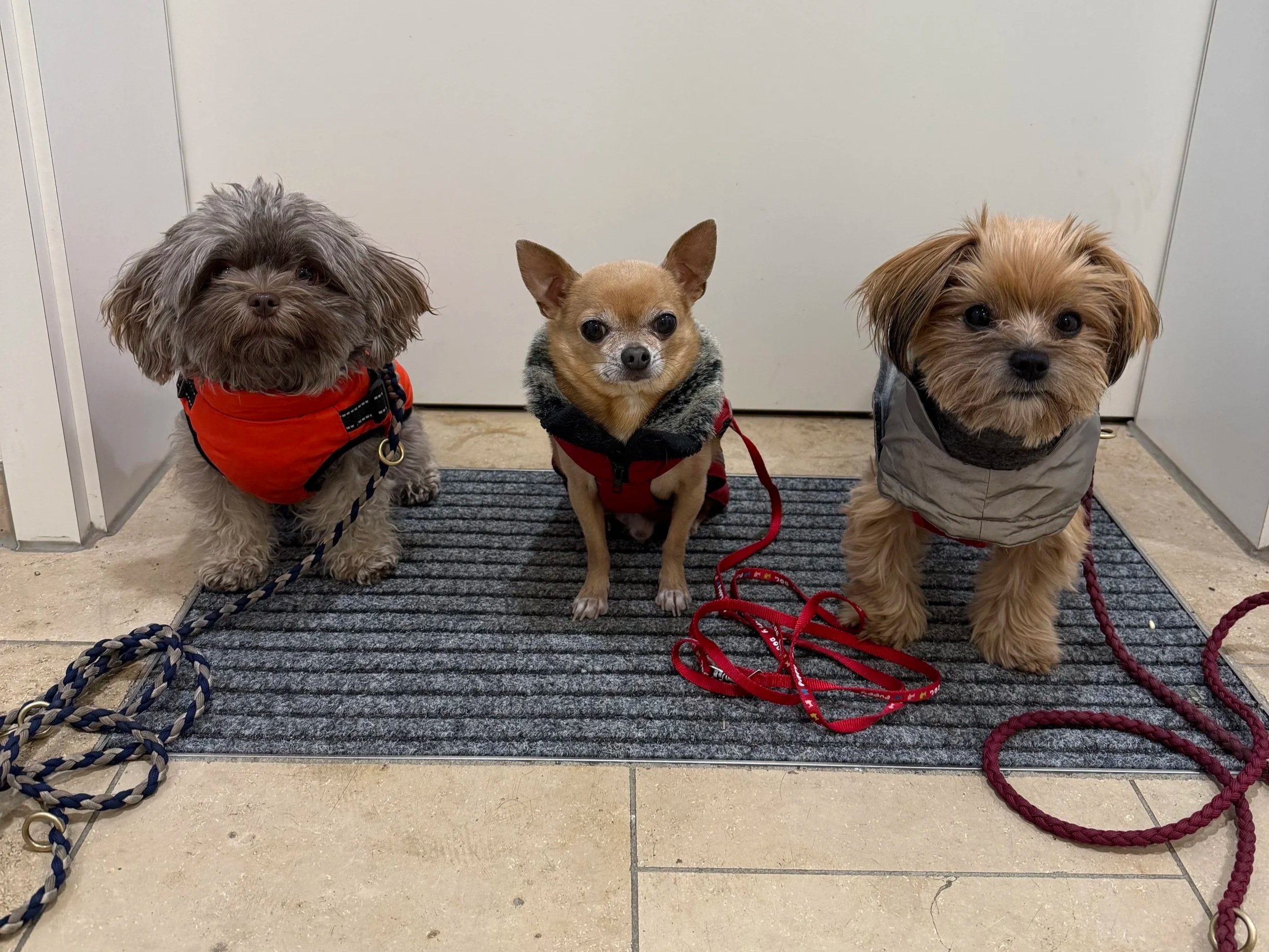 Hundeleinen im Alltag: 