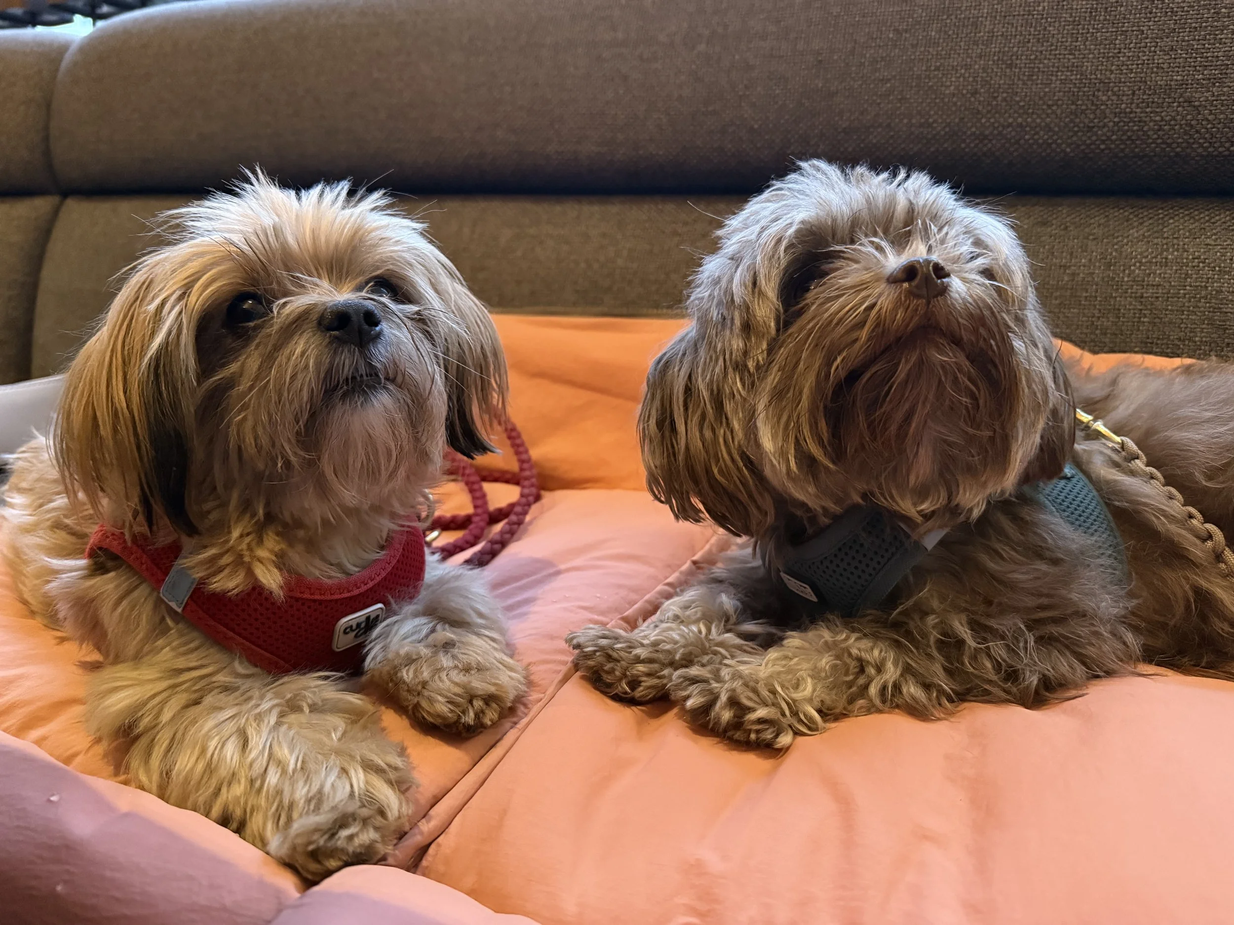 Verhaltensberatung beim Hund. Was steckt wirklich dahinter und wann ist sie sinnvoll?