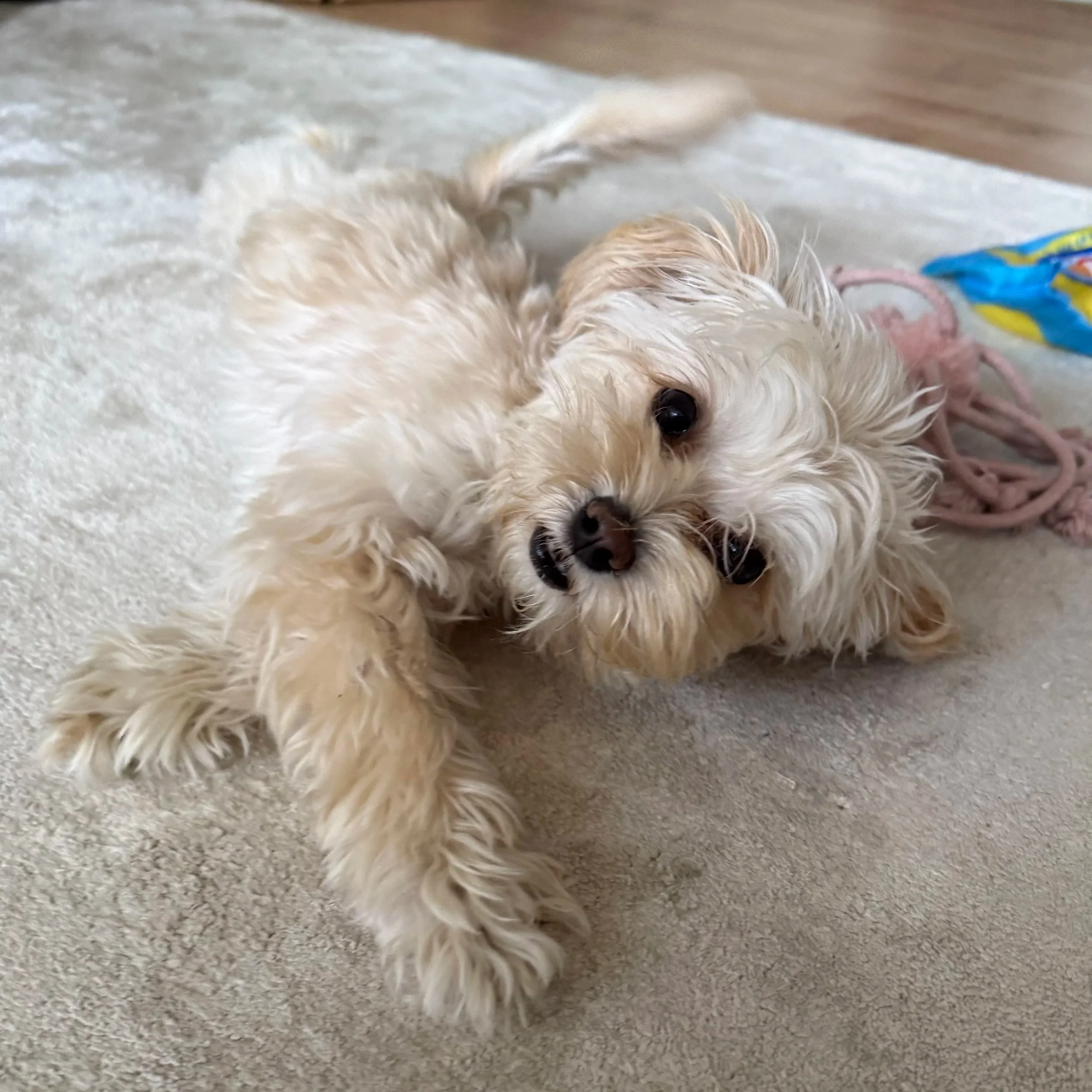 Maltipoo Poppy (Welpentraining)