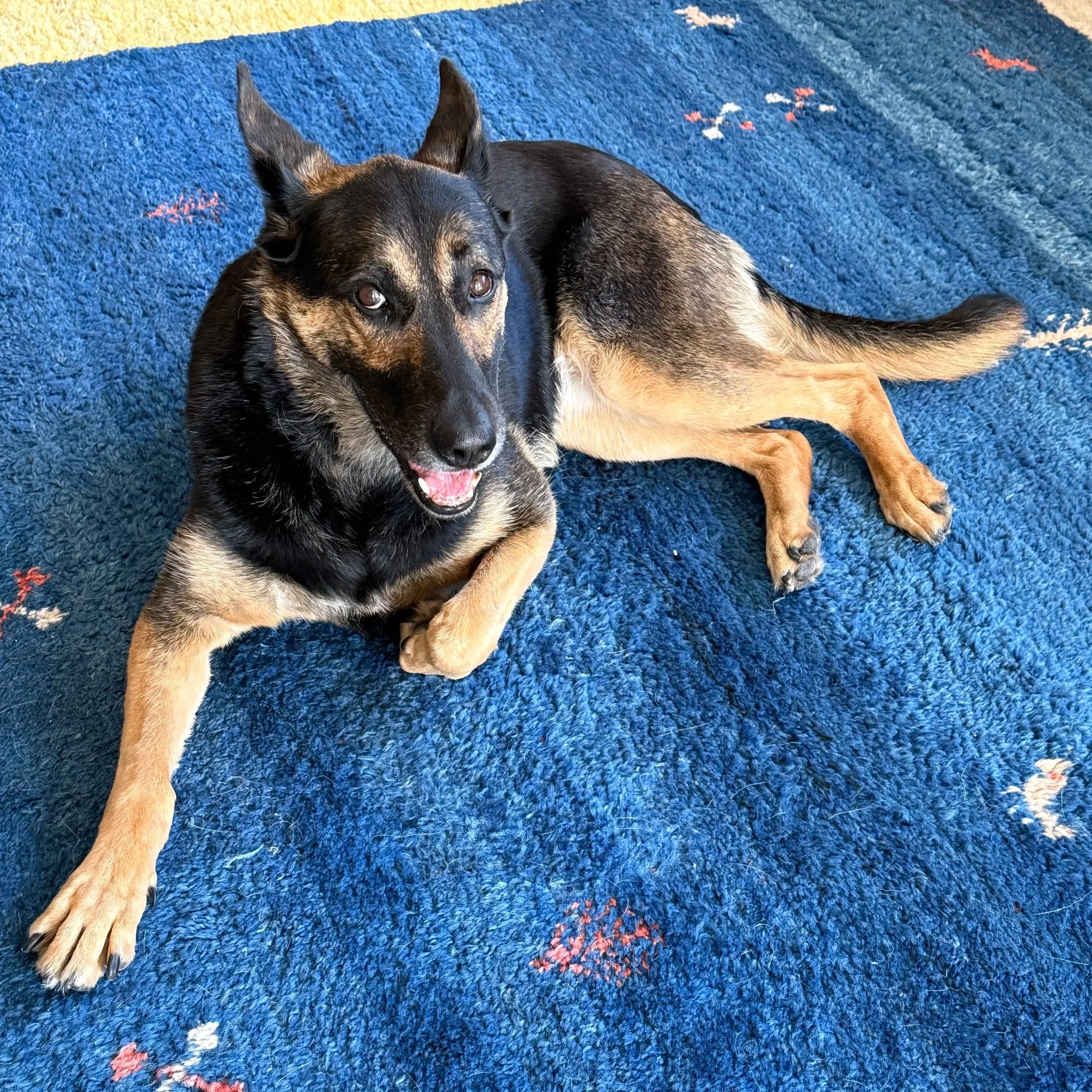 Tierschutzhund Courtney (Umweltgewöhnung)
