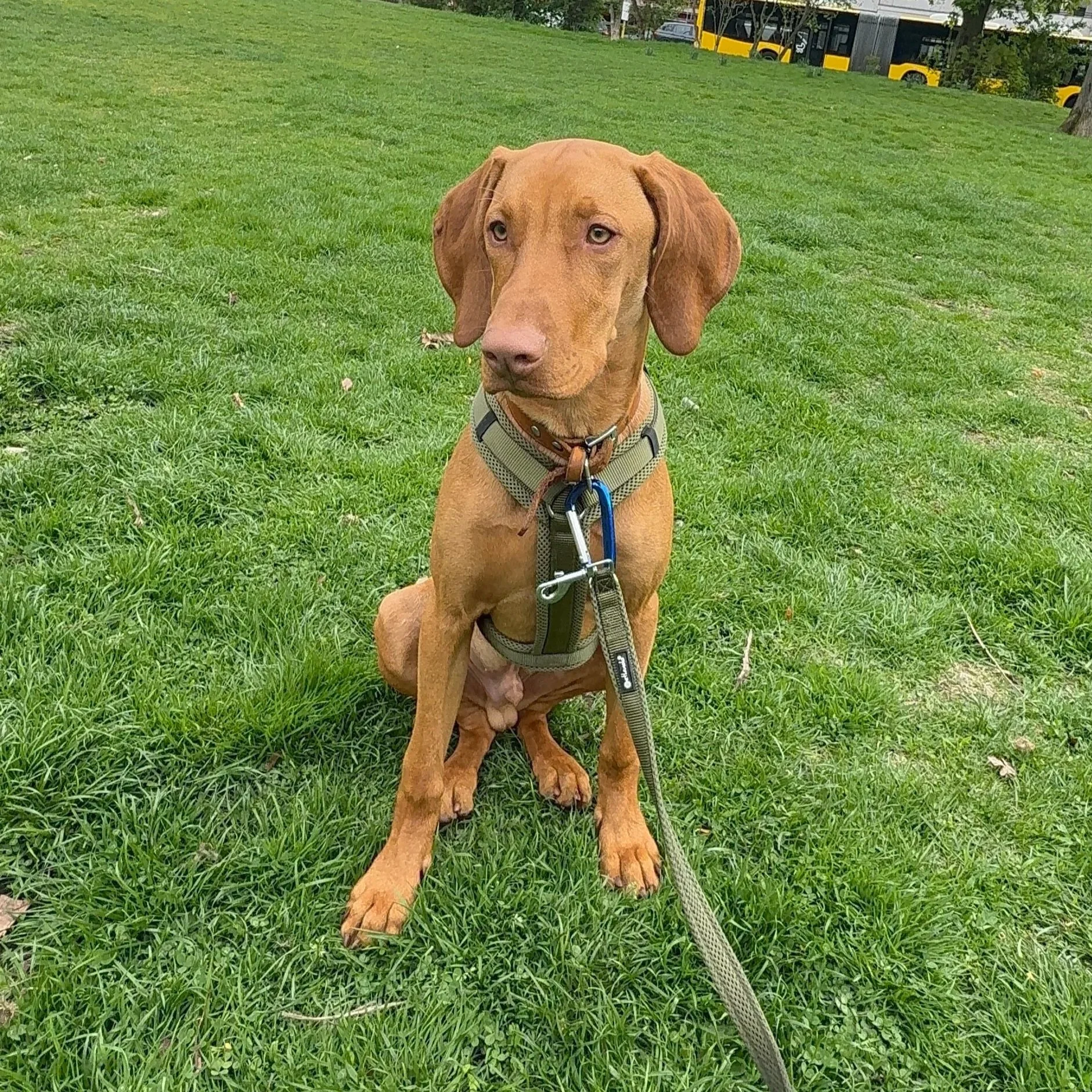 Vizsla Bali (Junghundtraining)