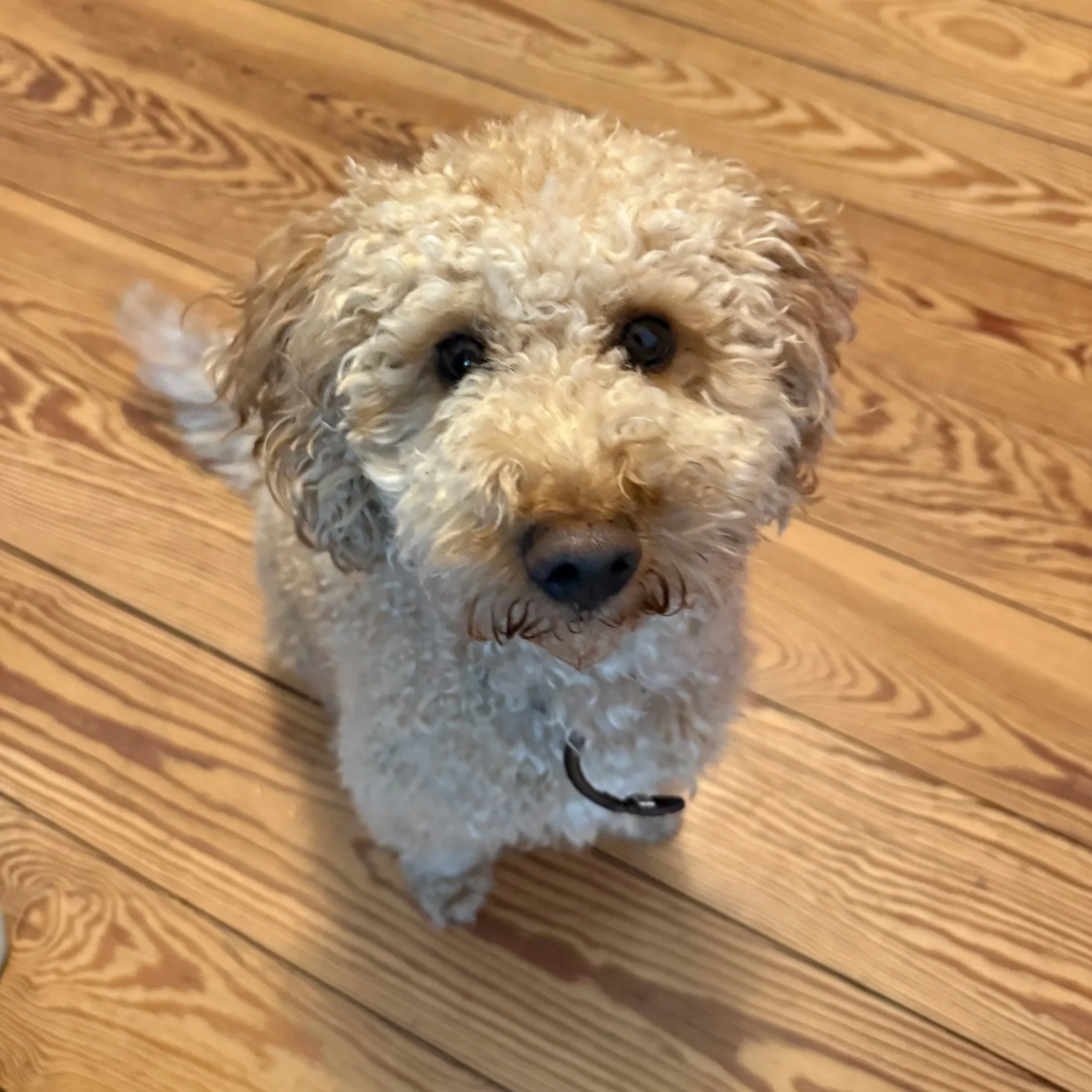 Pudel Elbert (Hundebegegnungen und Alltagstraining)