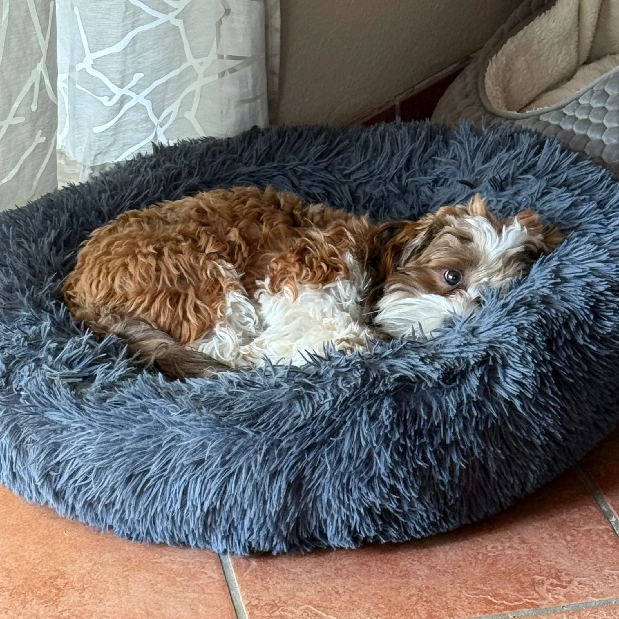 Havaneser Mogli (Hundebegegnungen)