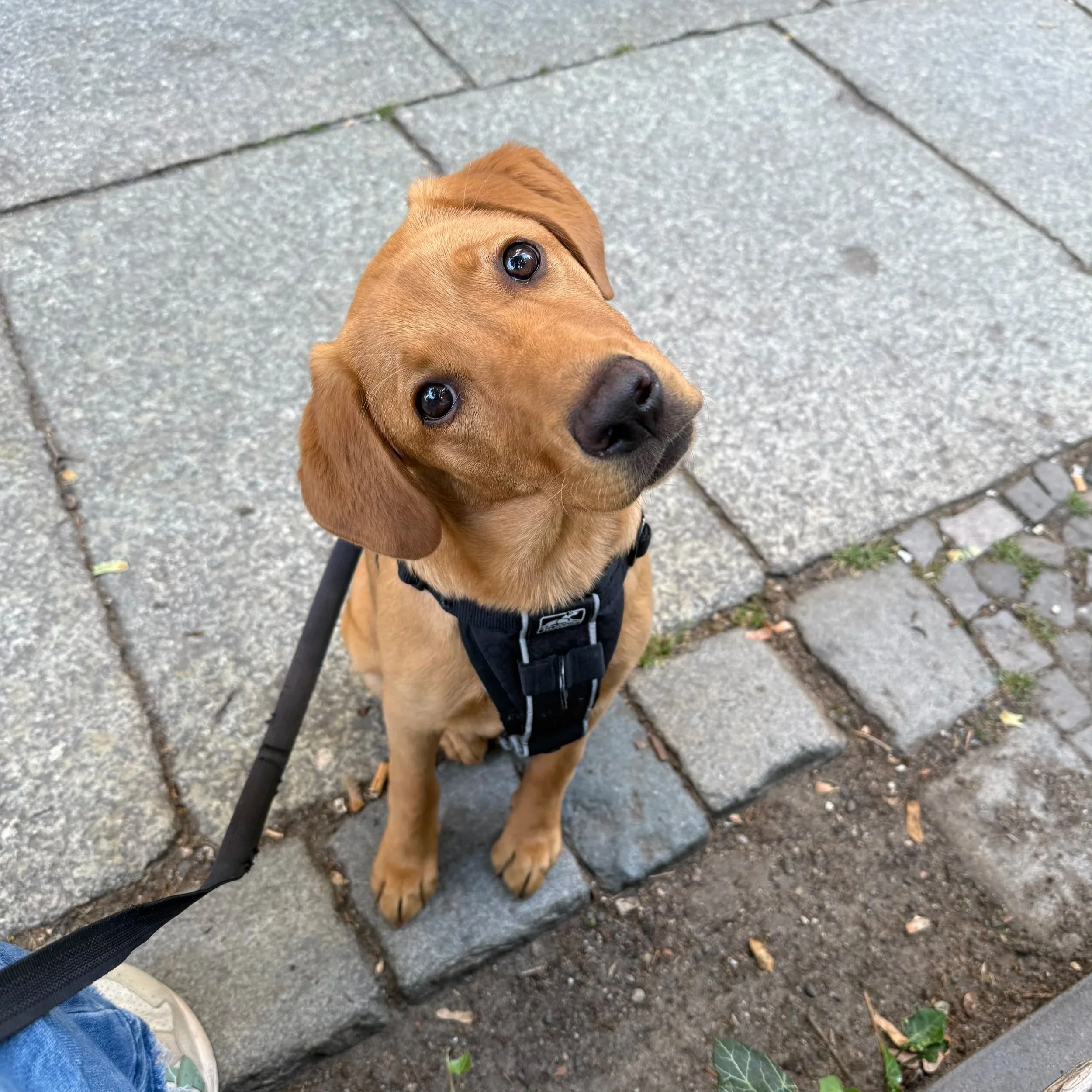 Labrador Milou (Welpentraining)