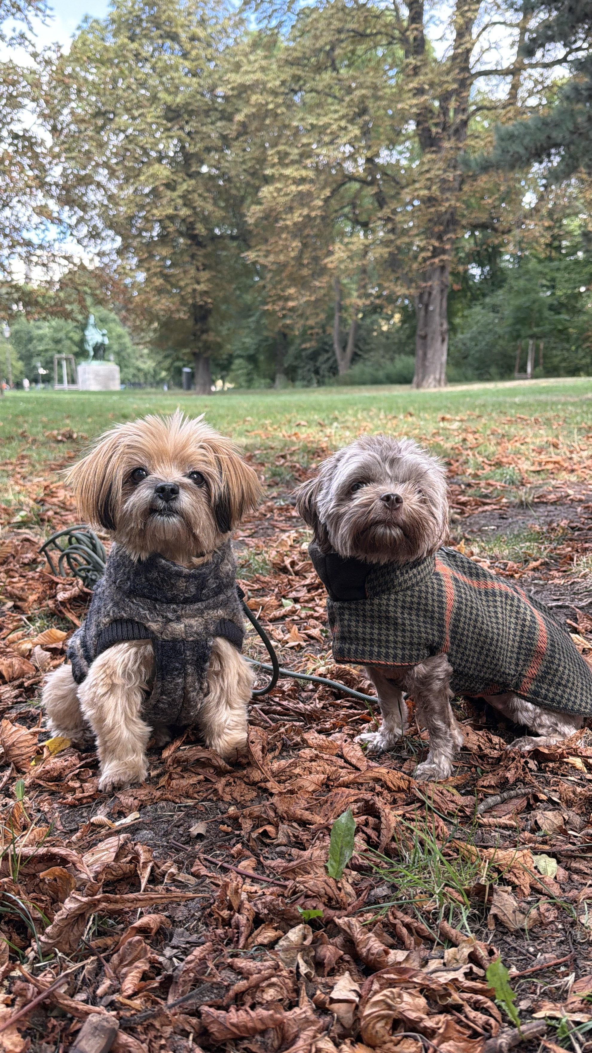 Herbst mit Hund: Zwischen Blätterrauschen, Dunkelheit und dem Buffet am Wegesrand