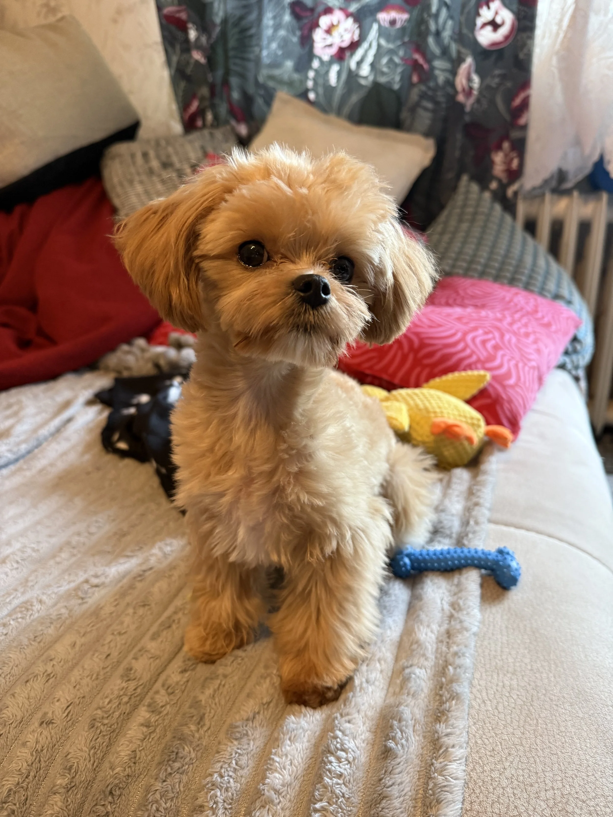 Maltipoo Matvej (Junghundtraining)