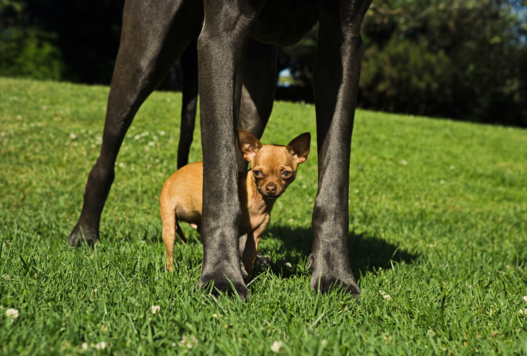Zwei Hunde, die eng beieinander stehen. Einer ist eine deutsche Dogge und der andere ein Chihuahua. Hier wird der Größenunterschied deutlich.