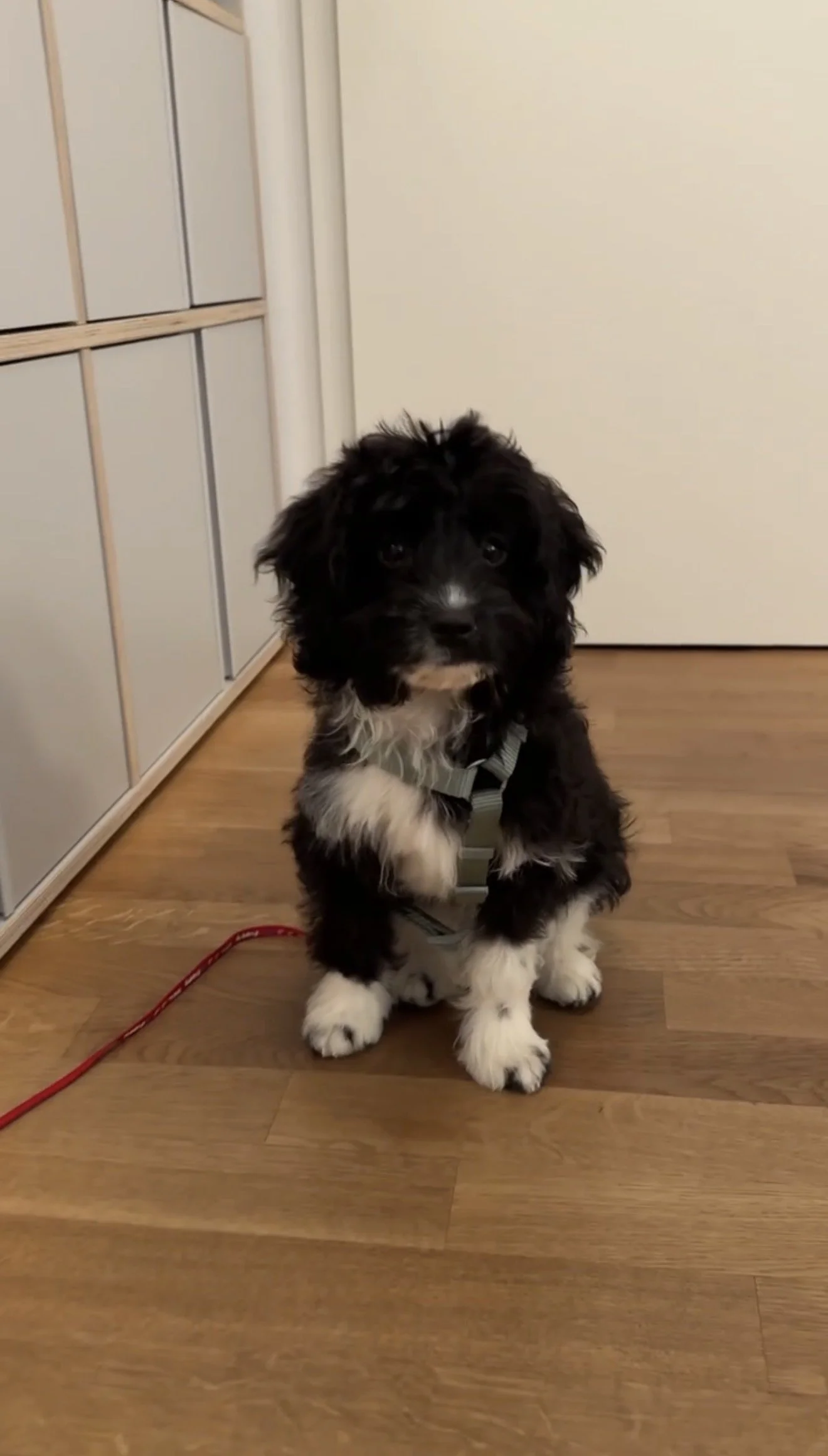 Mischling Lou (Liegeplatztraining)