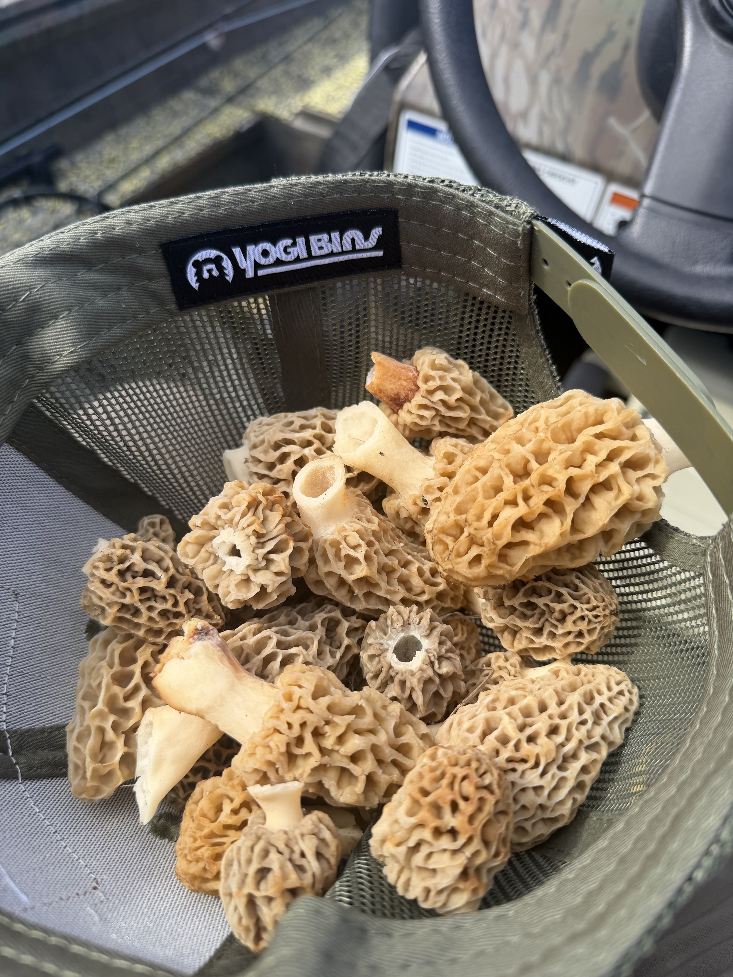 shrooms.jpg