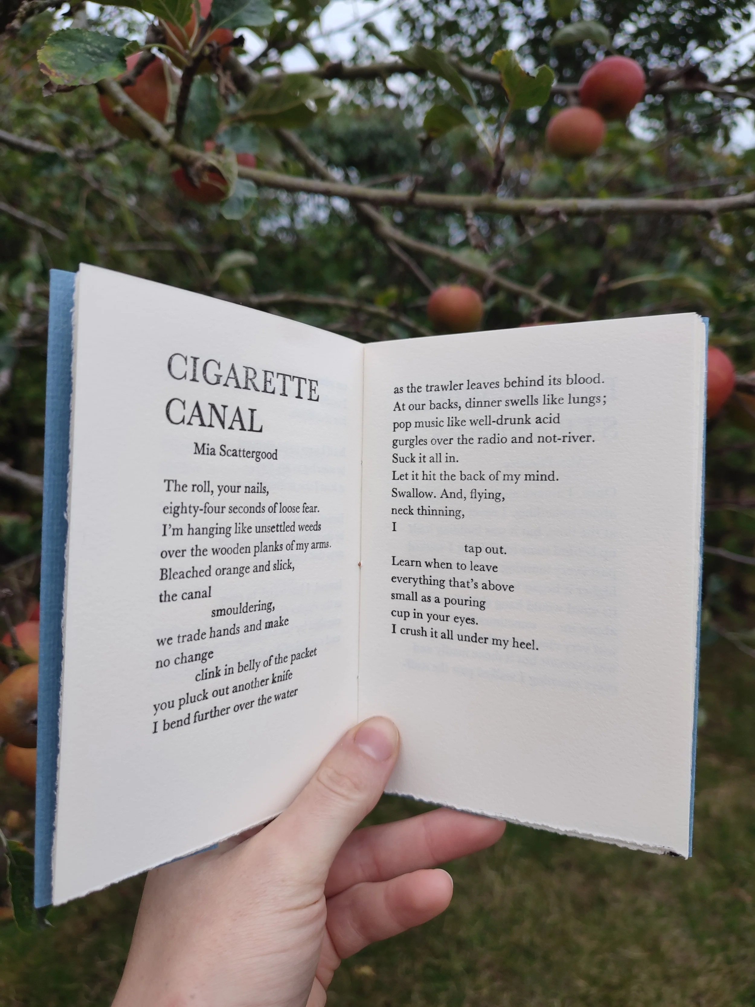 A person holding an open book to a poem titled 'CIGARETTE CANAL' by Mia Scattergood, with a background of a tree with small round orange fruits or berries.