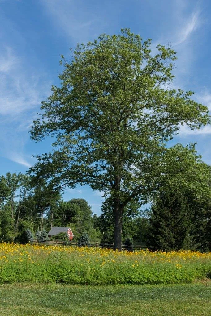 Landscaping done by professionals near me in Chatham, NJ