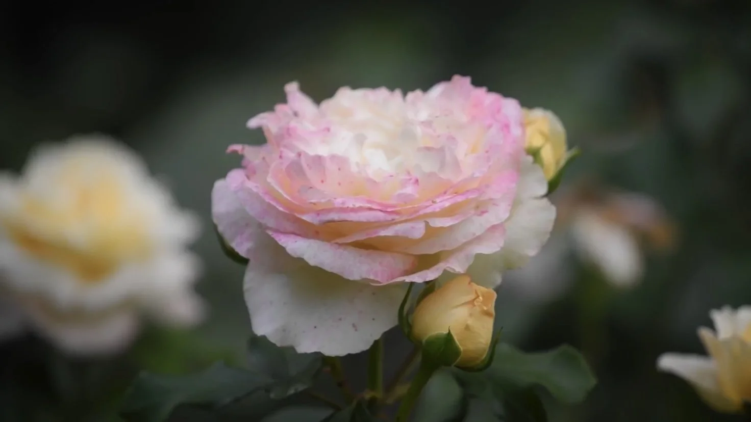 Landscaping in Mendham, NJ