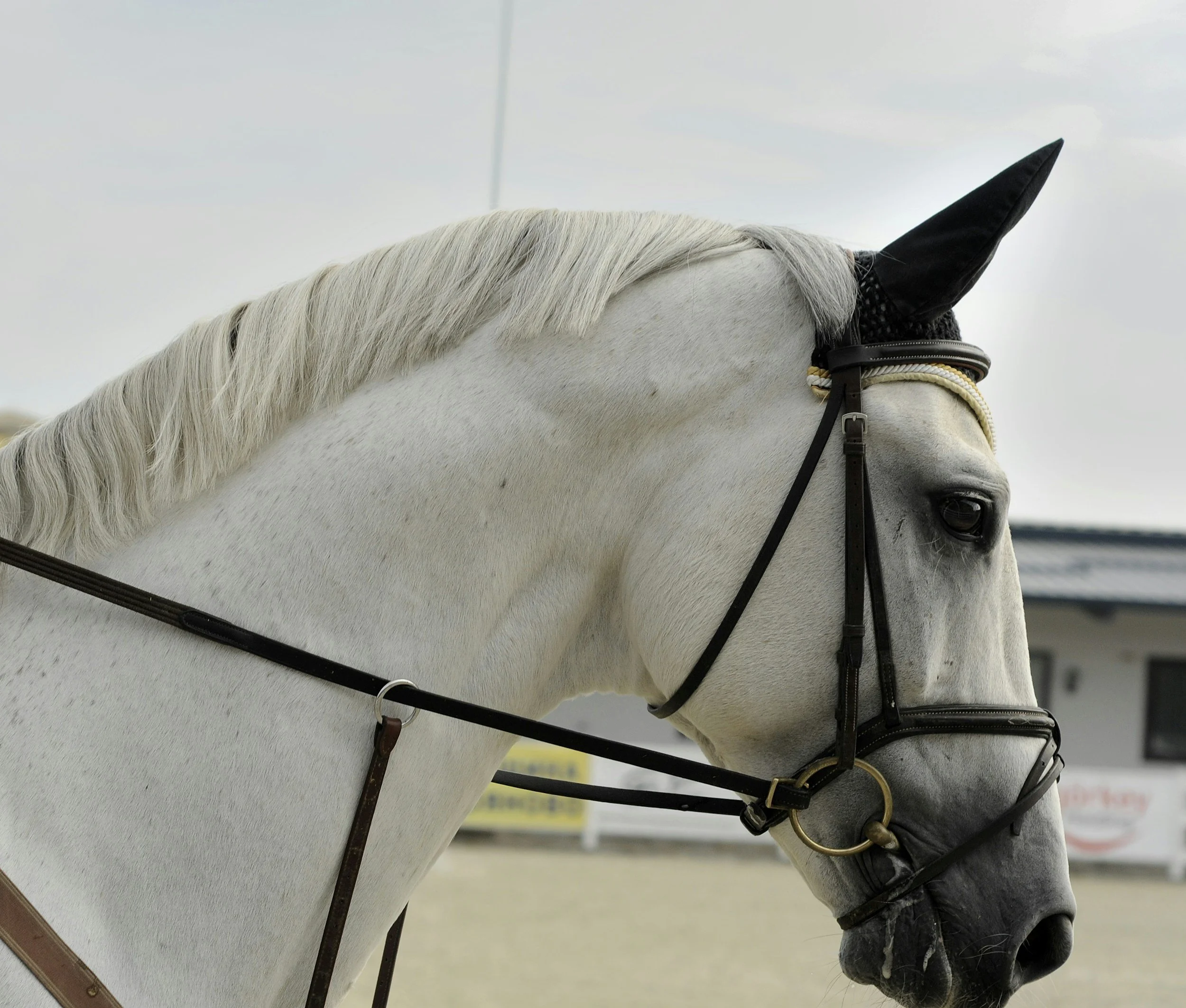 Close-up of a white horse's head showing the mane, bridle, and ear with a black ear bonnet, against a blurred indoor background.
