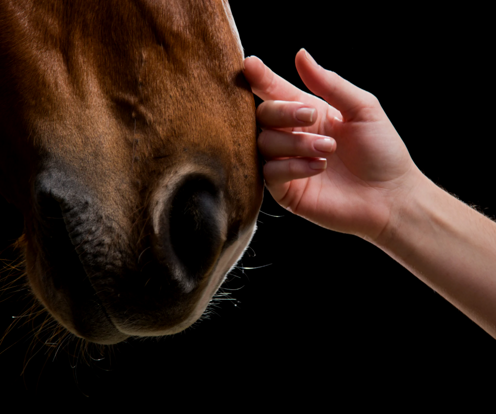A human hand gently touching a horse's face against a black background.