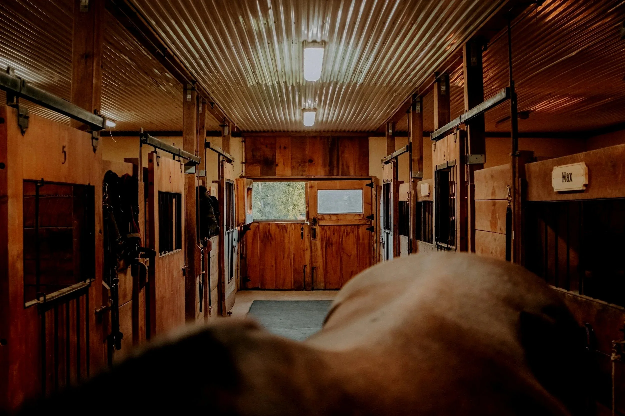 The image shows the interior of a wooden horse stable with multiple stalls. The ceiling is made of corrugated metal, and there are bright overhead lights. The stalls have sliding doors and are labeled with names, with one visible sign reading "Max." There is a window at the far end of the stable giving a view outside.