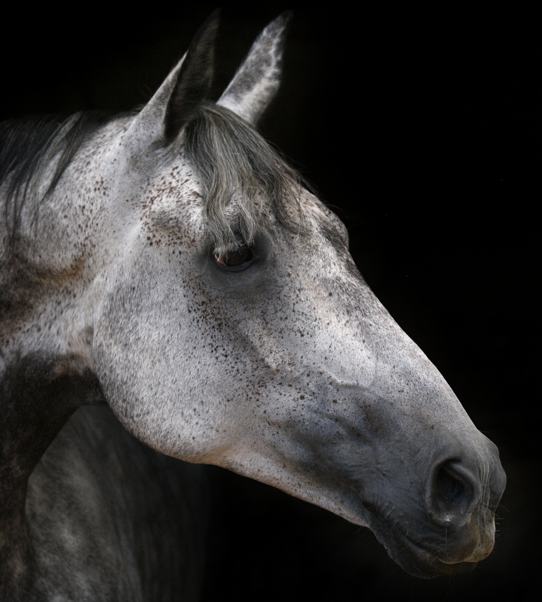 Close-up photo of a gray and white speckled horse's head against a dark background, showing its ears, eye, and nostrils.