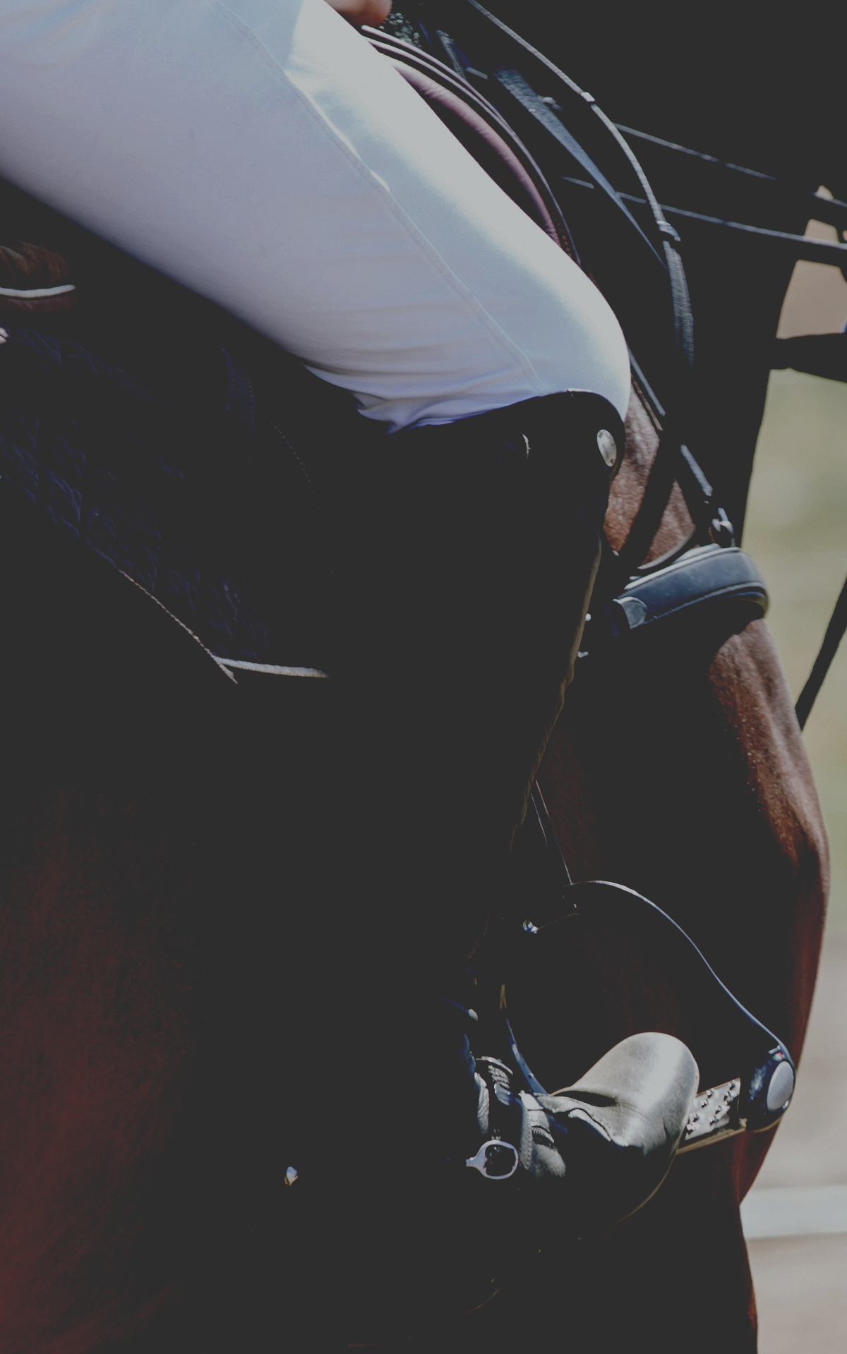 Close-up of a person wearing white breeches, holding the reins of a brown horse with a saddle.