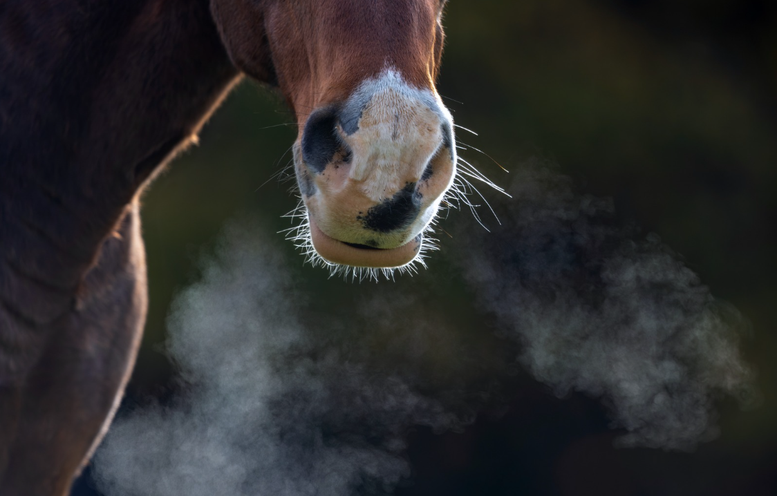 Close-up of a horse's nose and mouth with visible steam coming from its nostrils.