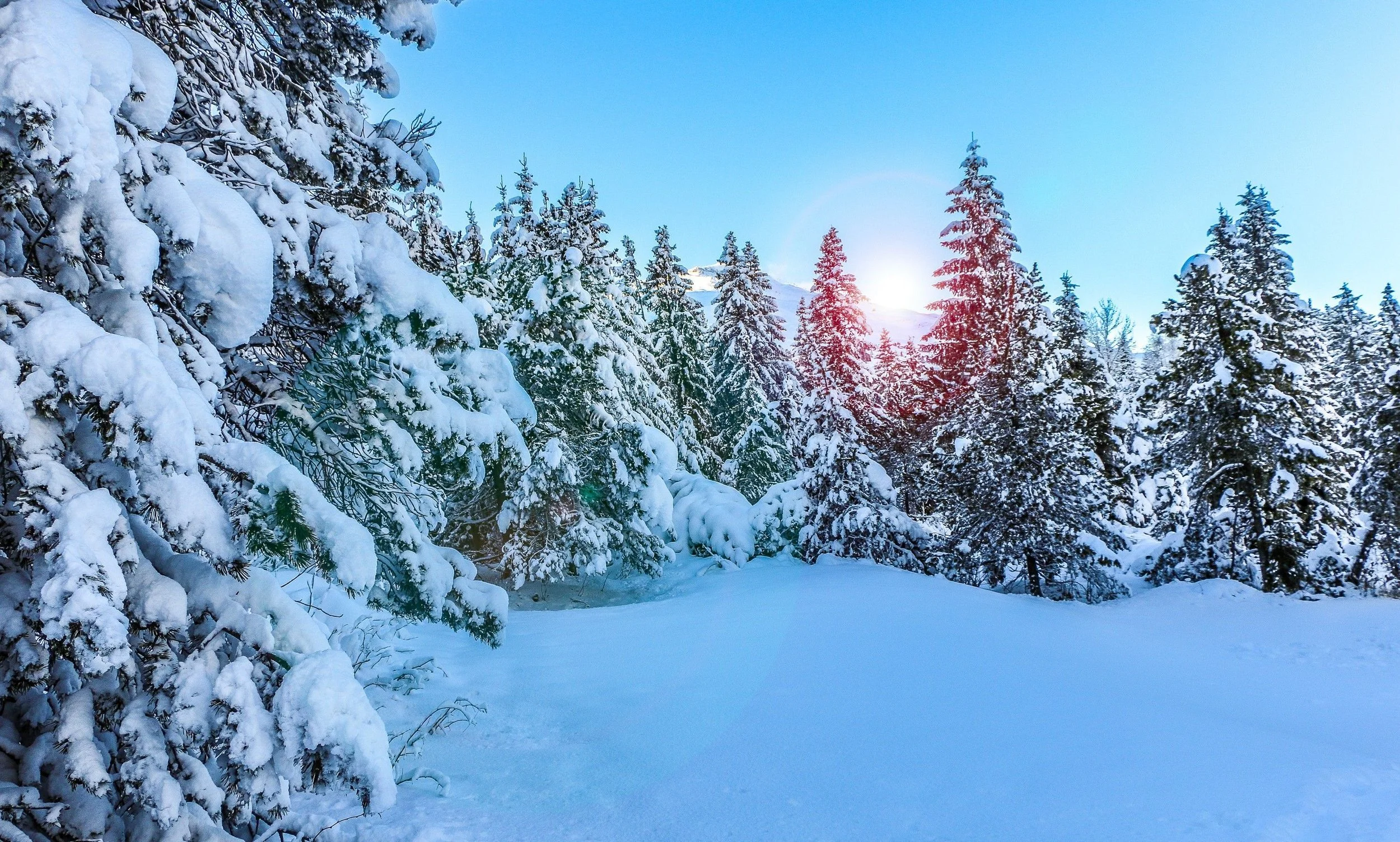 pineinsnow.jpg