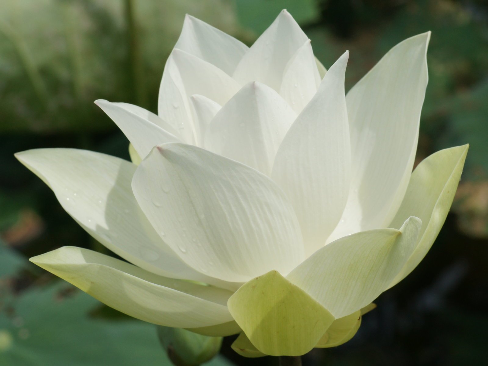 lotus+flowers+11-4240152658.jpg