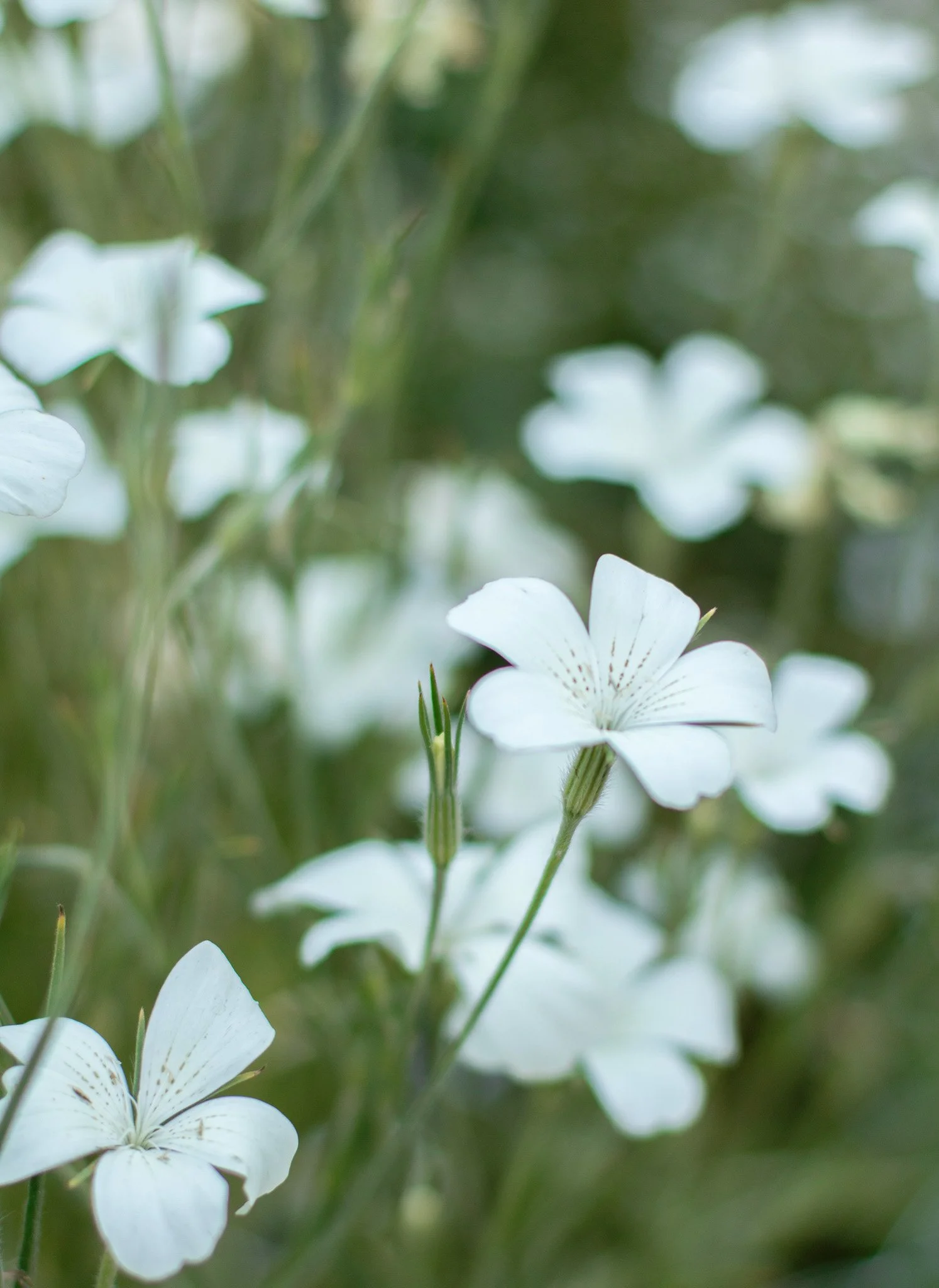 white flower