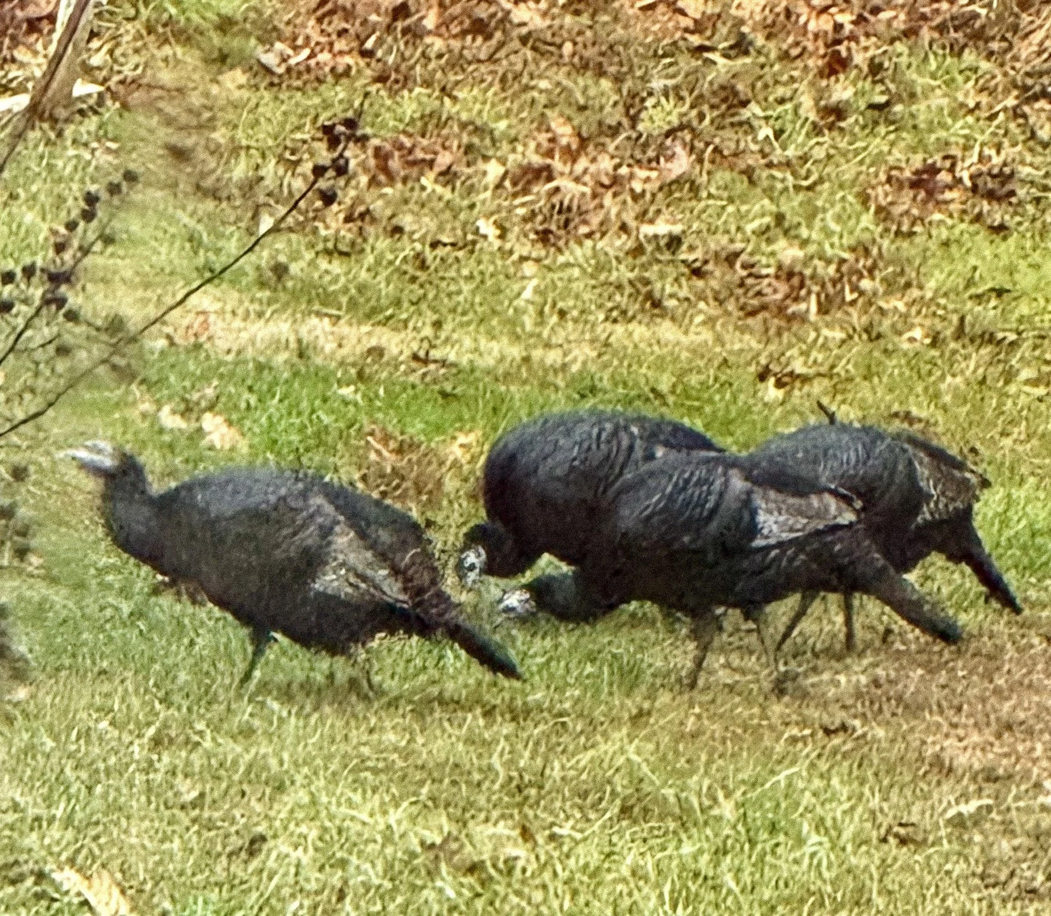 wild turkeys