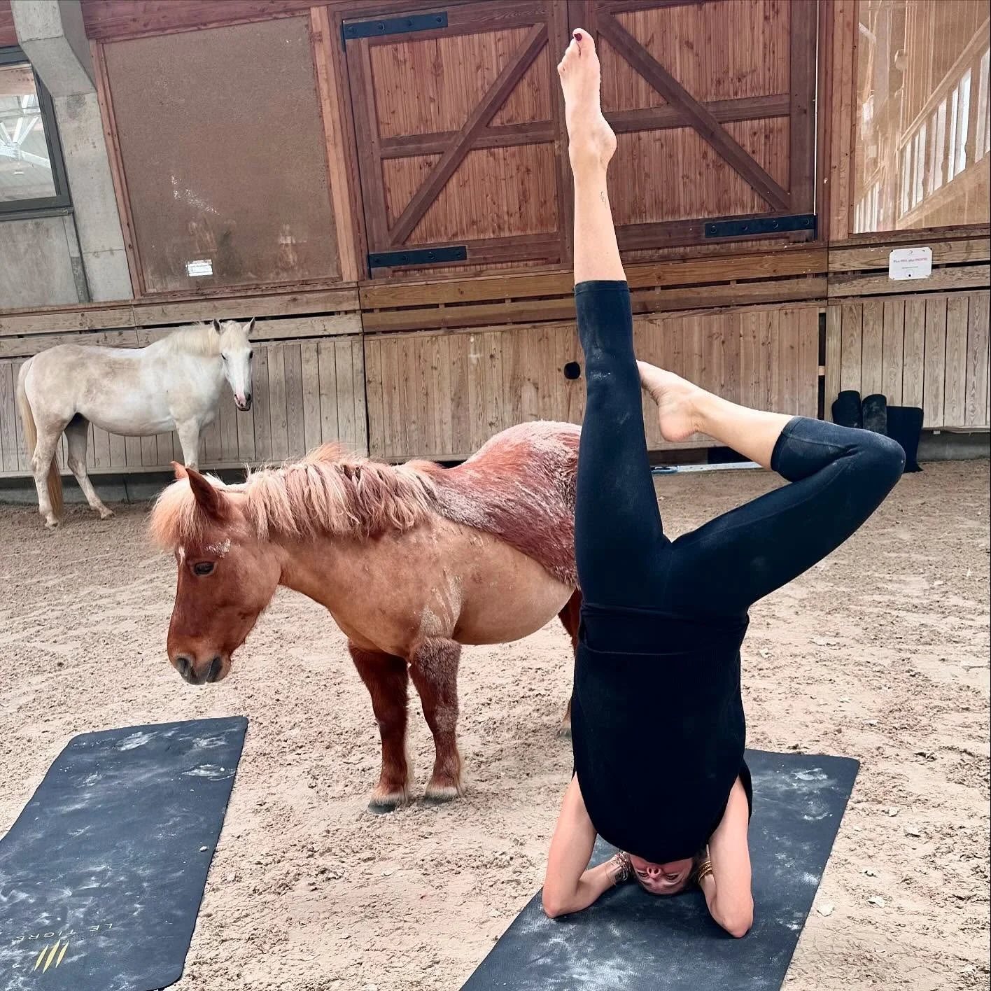 Une expérience du yoga atypique et joyeuse, et l’occasion de véritablement lâcher-prise 🐎
Merci @francklemestre & le @poleinternationalducheval de nous avoir accueillis au milieu de vos sympathiques compagnons 😁
#yog