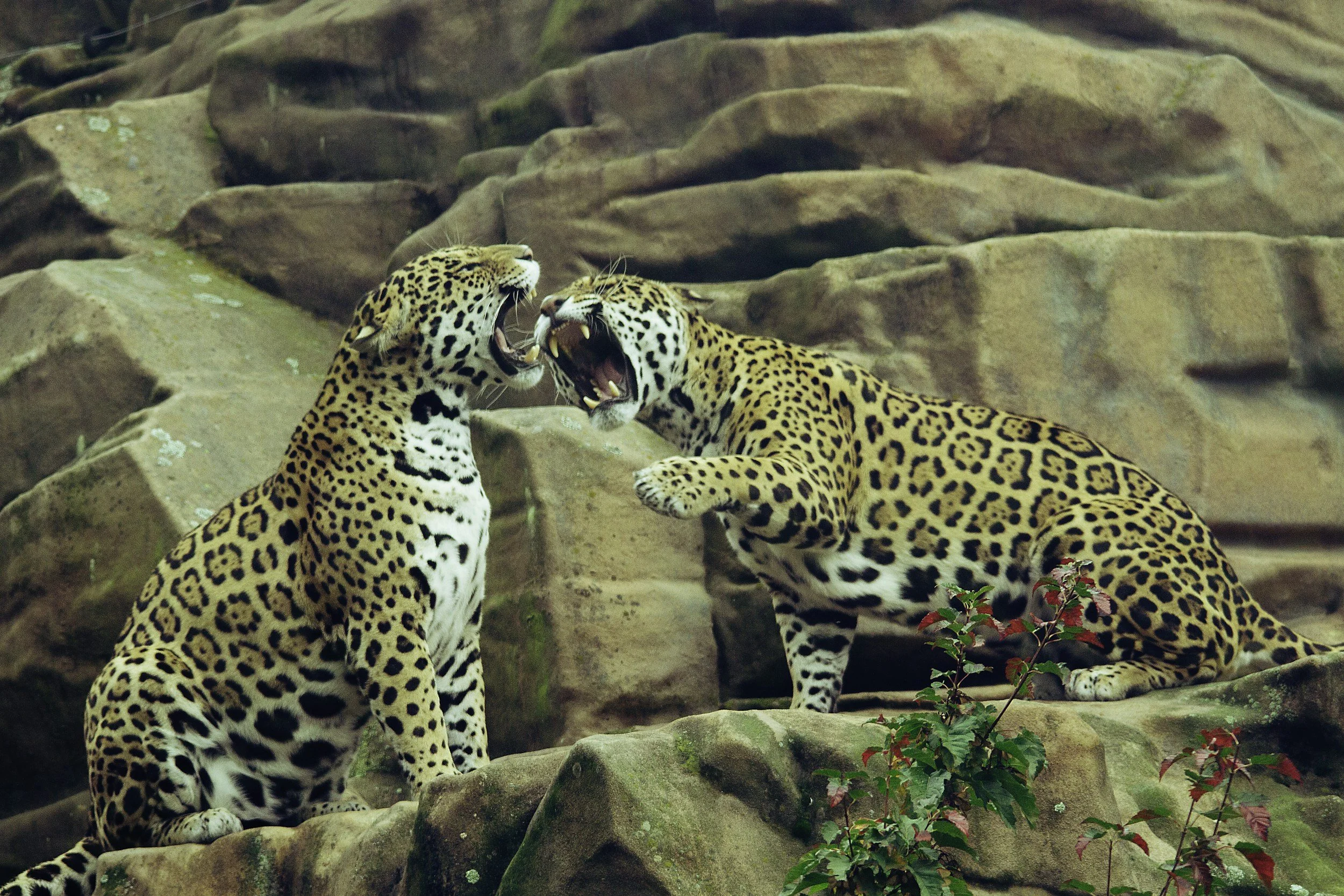 Two jaguars interacting on rocky terrain.
