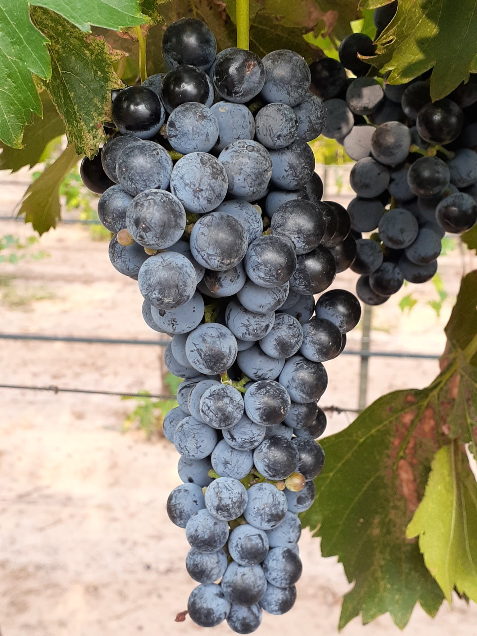 A bunch of ripe black grapes hanging from a vine with green leaves.