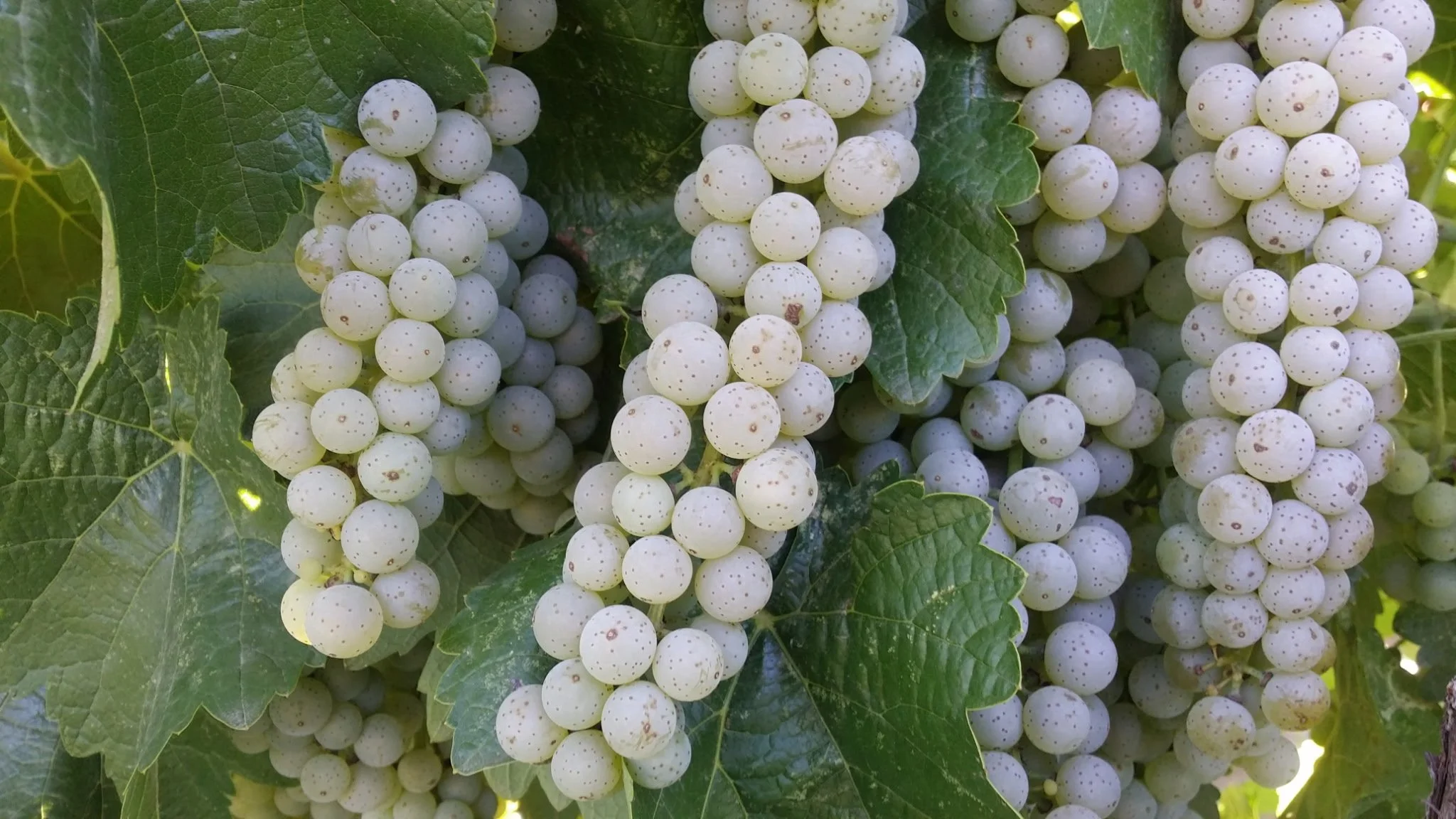 Close-up of white grapes with small brown spots on a vine, surrounded by green grape leaves.