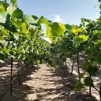 Vineyard with rows of grapevines under a clear sky.