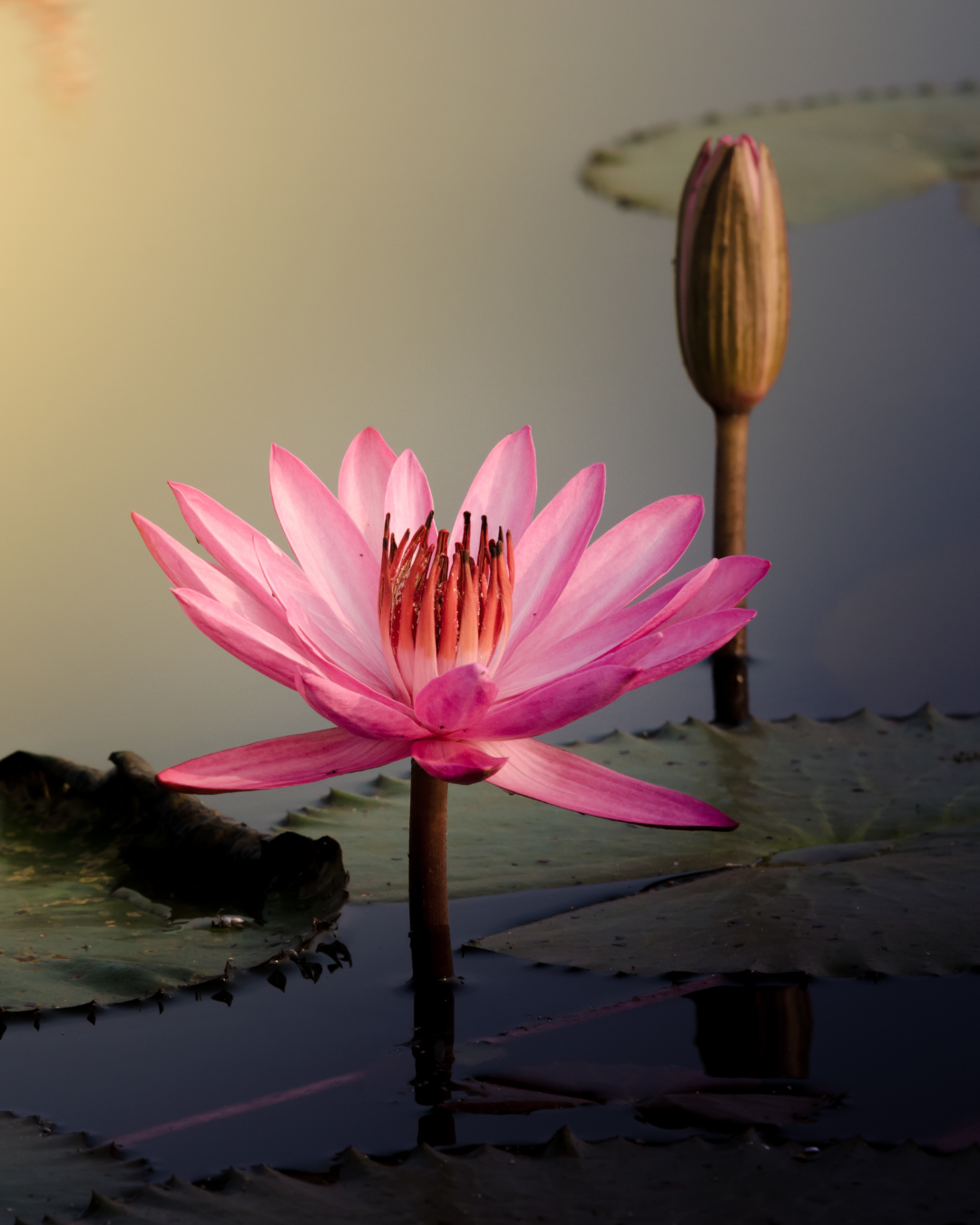 beautiful pink flower in pond