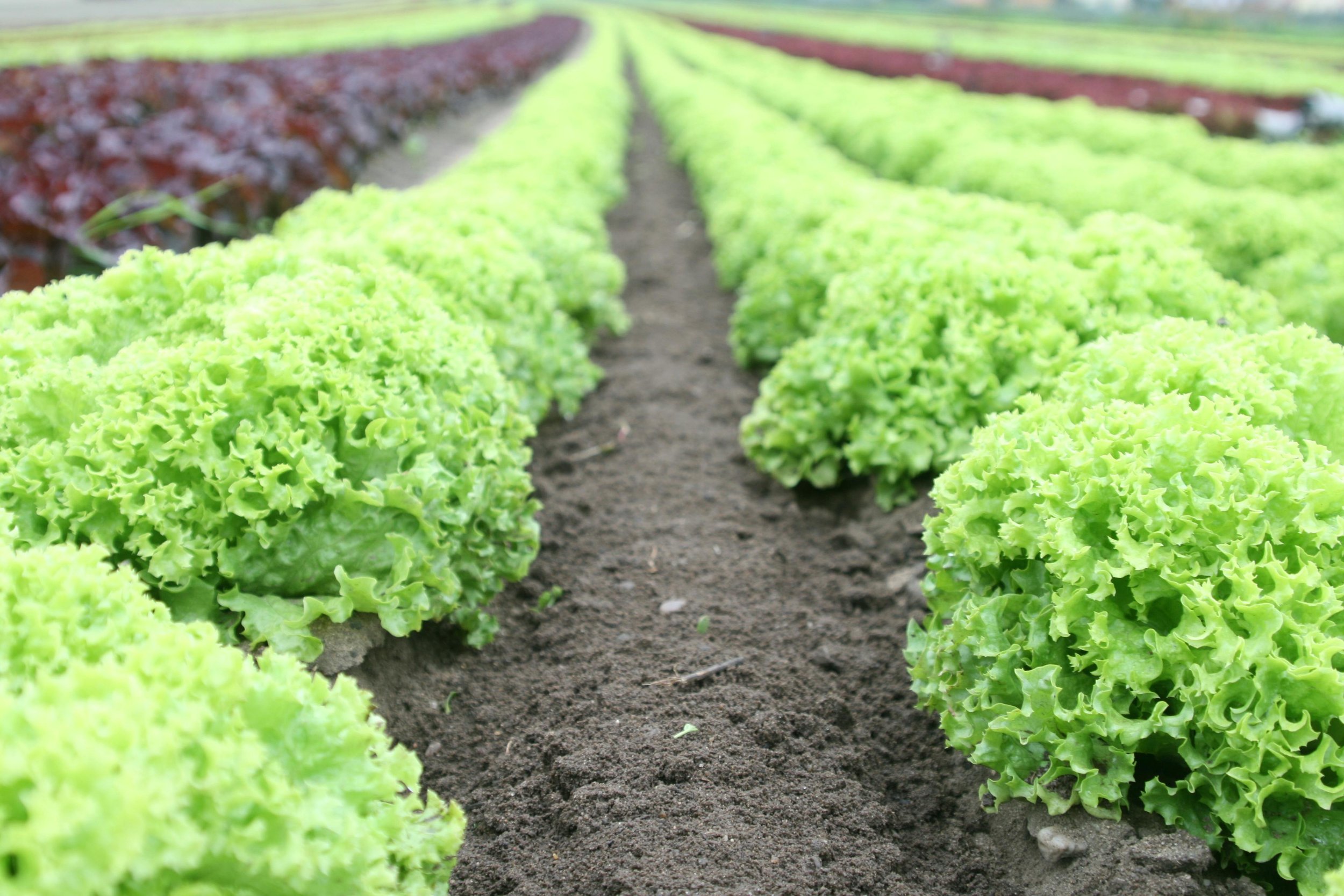 Don’t Blame the Lettuce