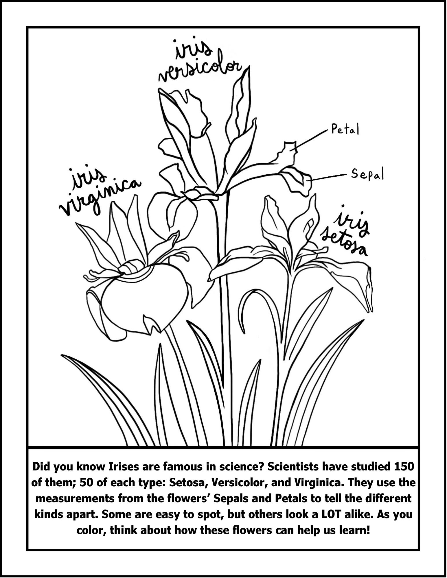 IrisColoringPage.png