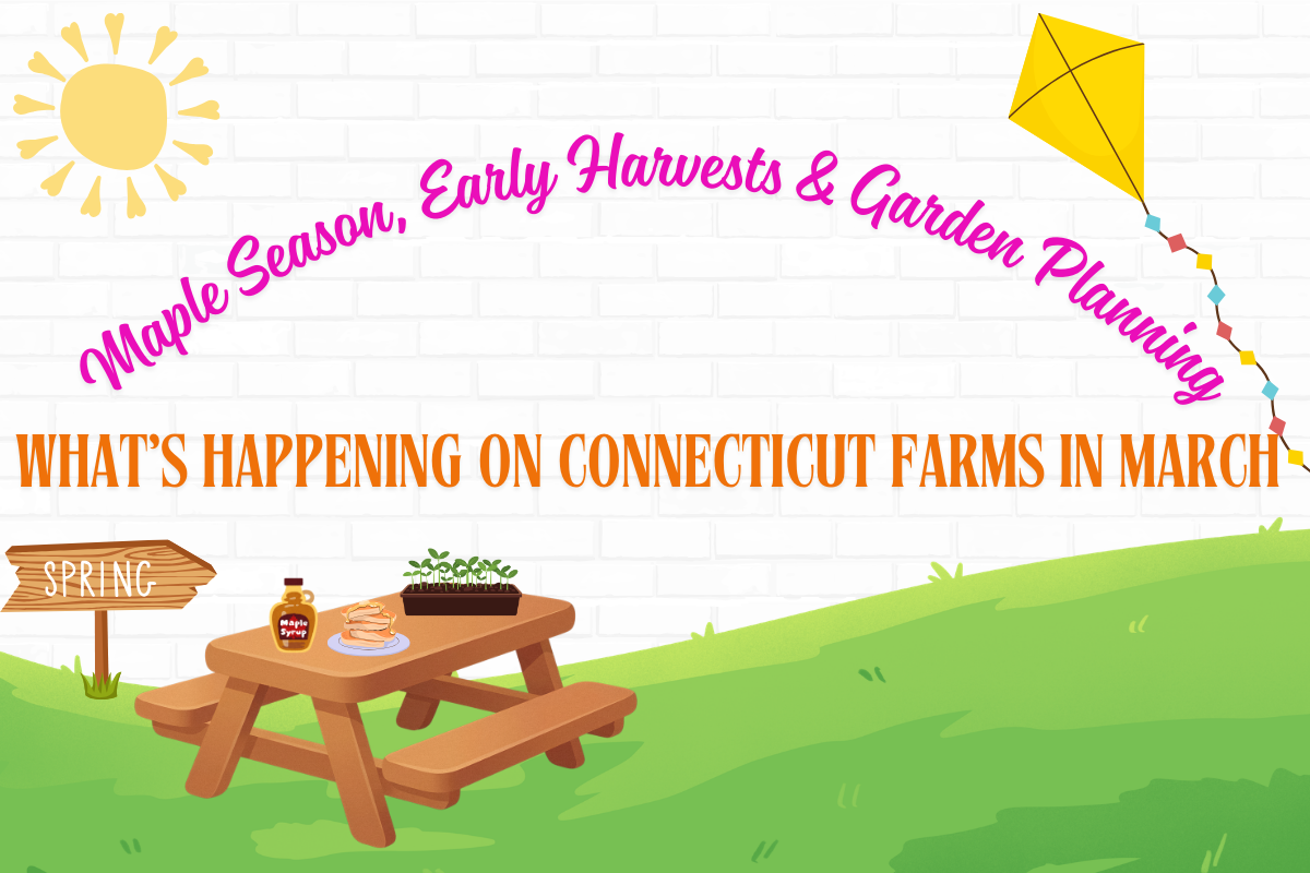 Maple Season, Early Harvests &amp; Garden Planning: What’s Happening on Connecticut Farms in March
