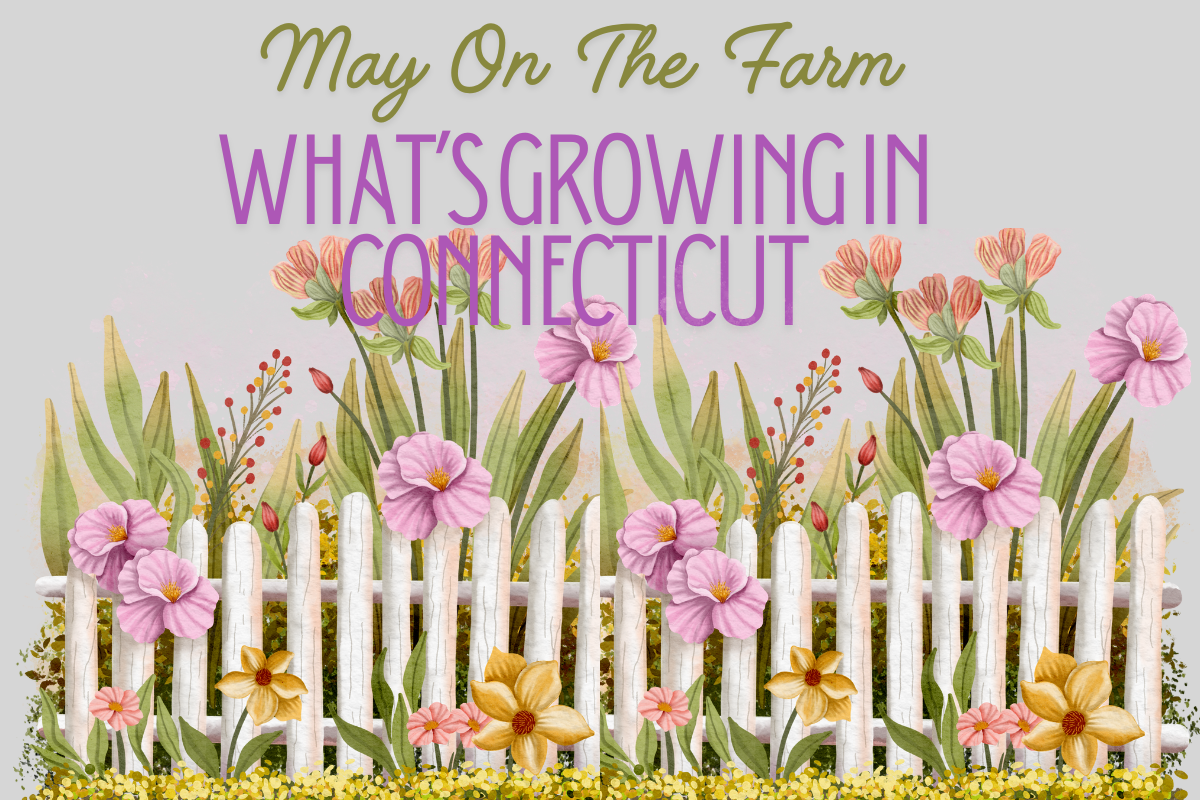 🌸 May on the Farm: What’s Growing in Connecticut