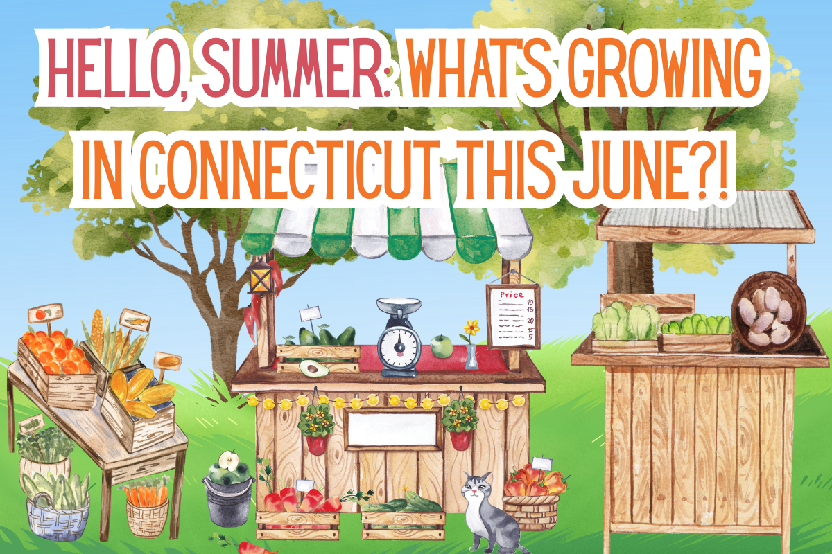 Hello, Summer: What’s Growing in Connecticut This June 🌱