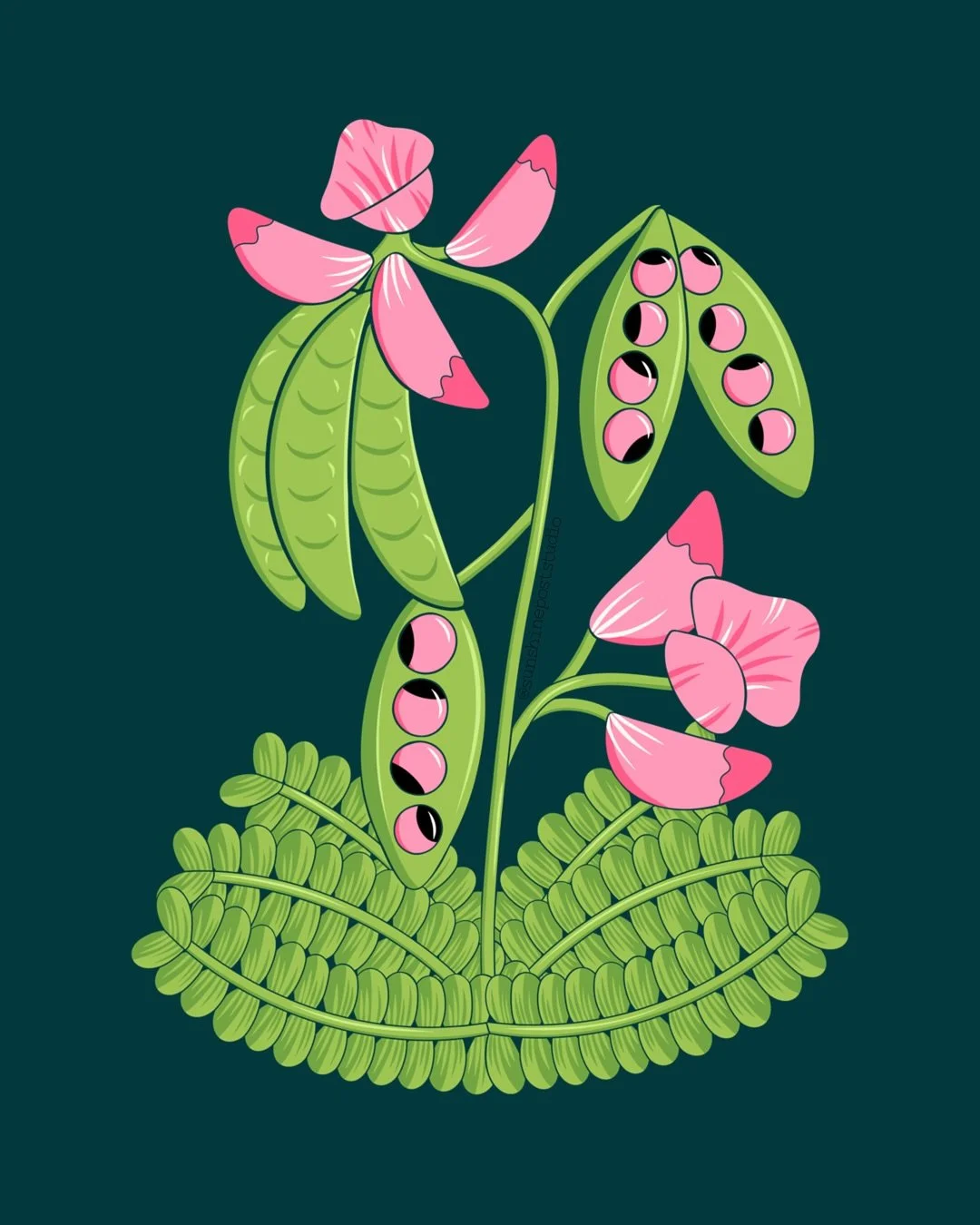 Rosary Pea for Bloomtober, featuring the world&rsquo;s most toxic blooms - hosted by @thepigeonletters #bloomtober