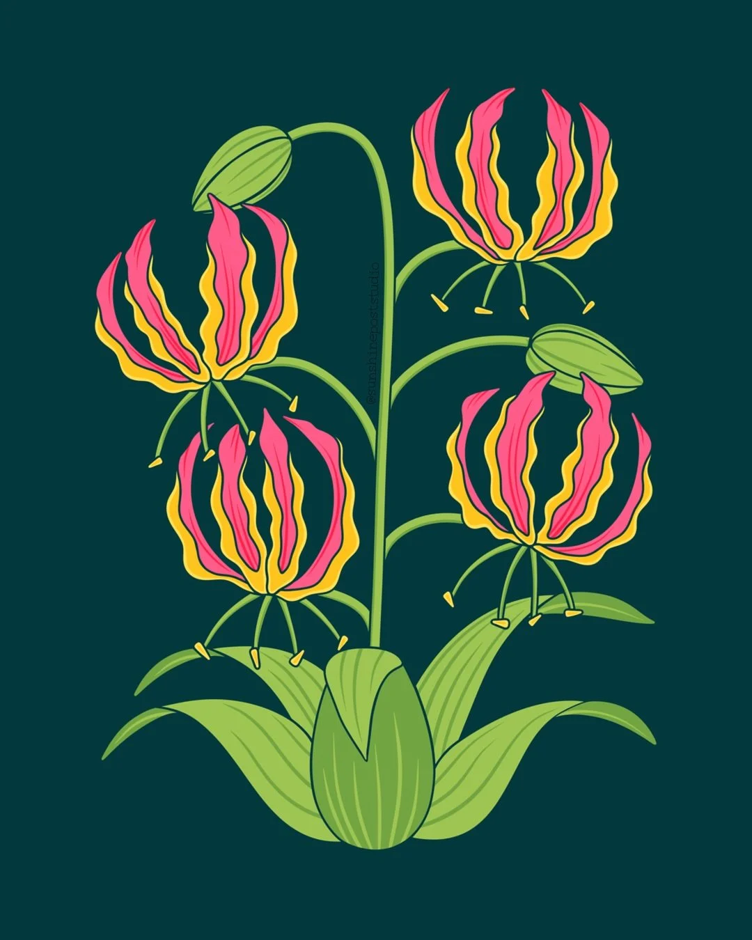 Flame Lily for Bloomtober, featuring the world&rsquo;s most toxic blooms - hosted by @thepigeonletters #bloomtober